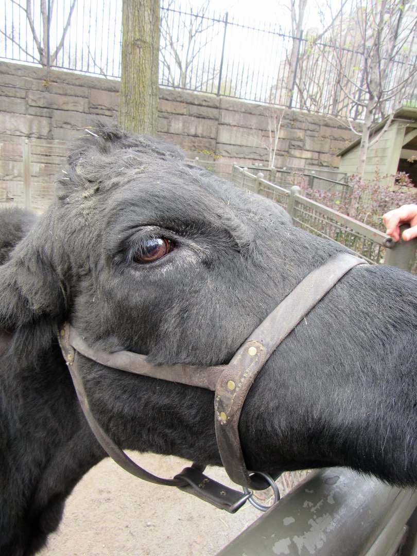 The only cow in Manhattan