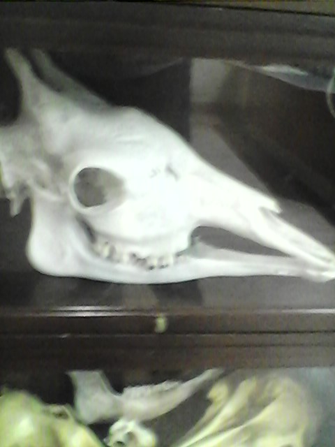 The only giraffe at the National Zoo