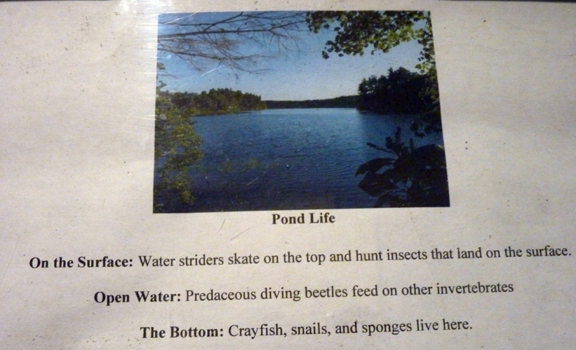 The only labelling for belostomatid water bugs