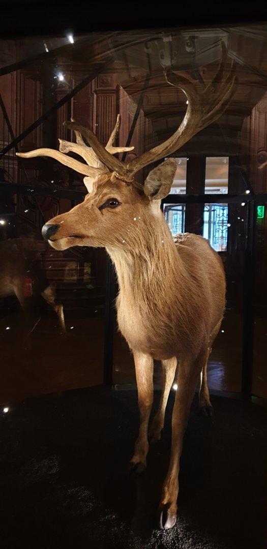 The only mounted Schomburgk's deer