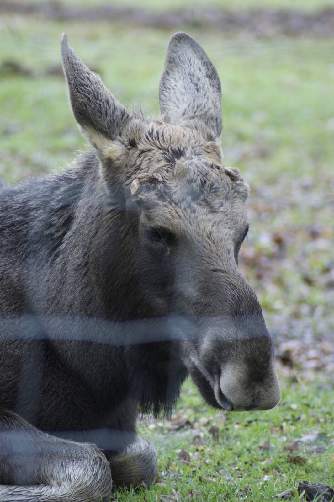 The only 'new' animal I got anywhere near and the fence ruined it