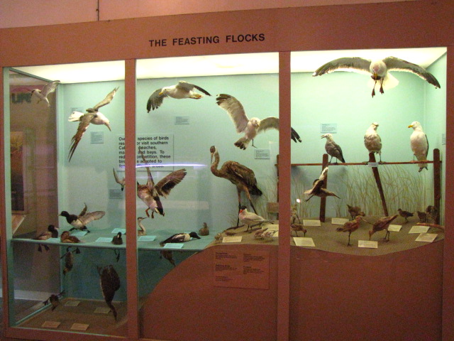 The Only Shore Birds You'll Find Here