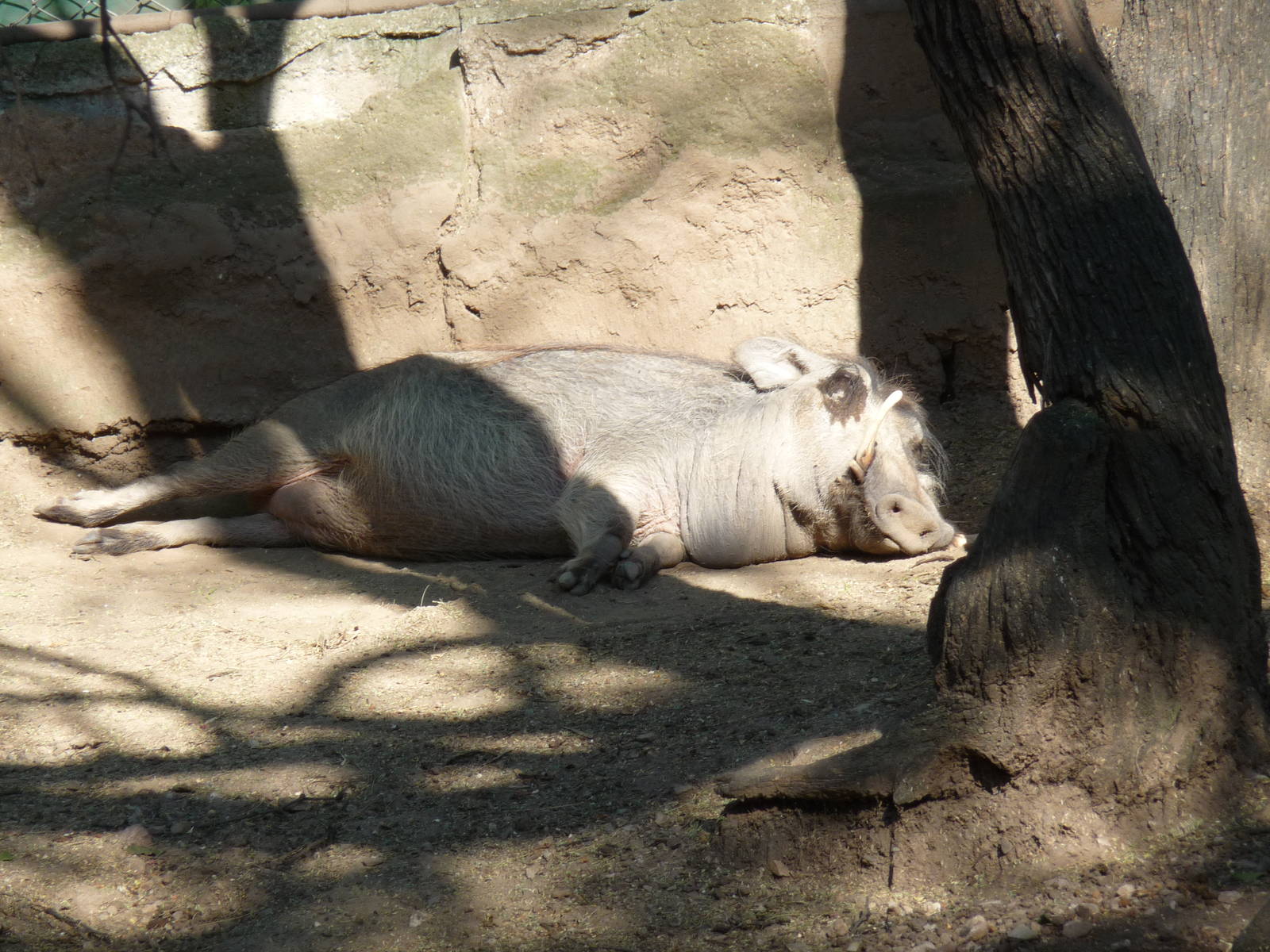 the only warthog in mexico at zooleon