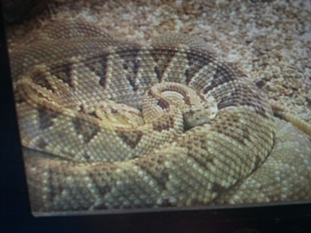 The only Yucatan Neotropical Rattlesnake on display outside of Yucatan