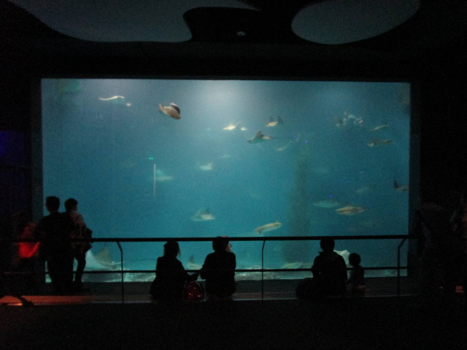 The Open Ocean Tank