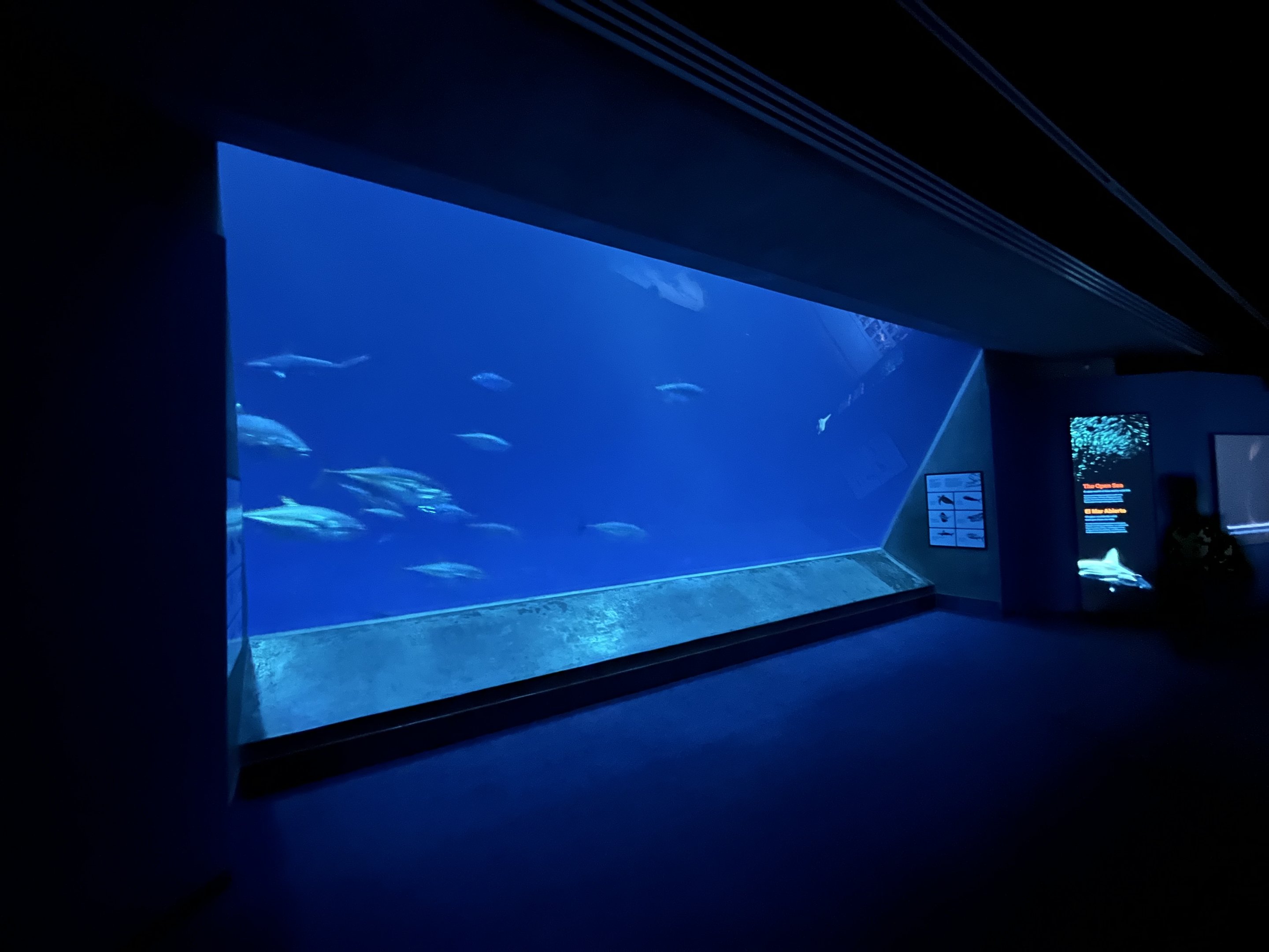 The Open Sea - bottom view