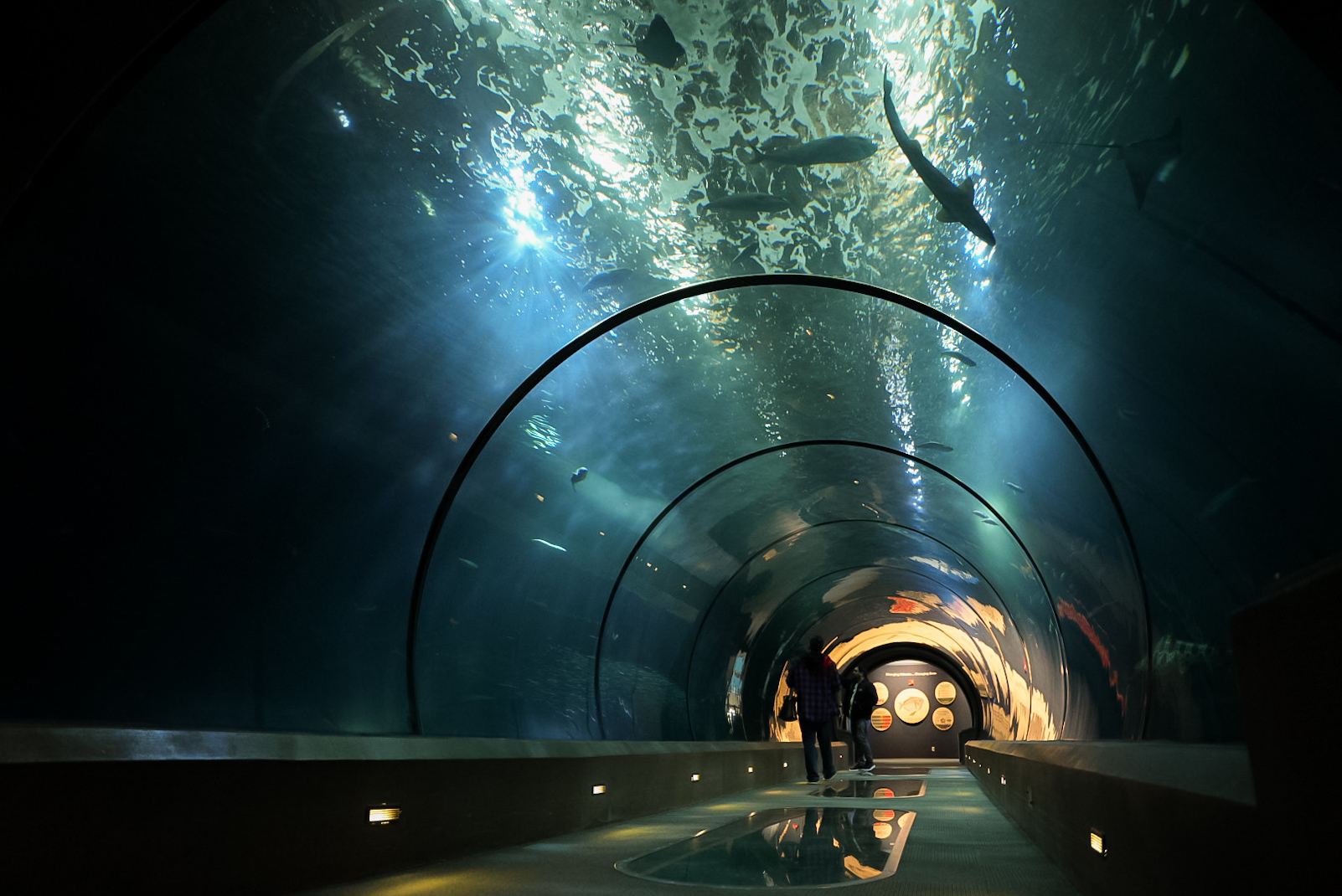 "The Open Sea" (Passages of the Deep)