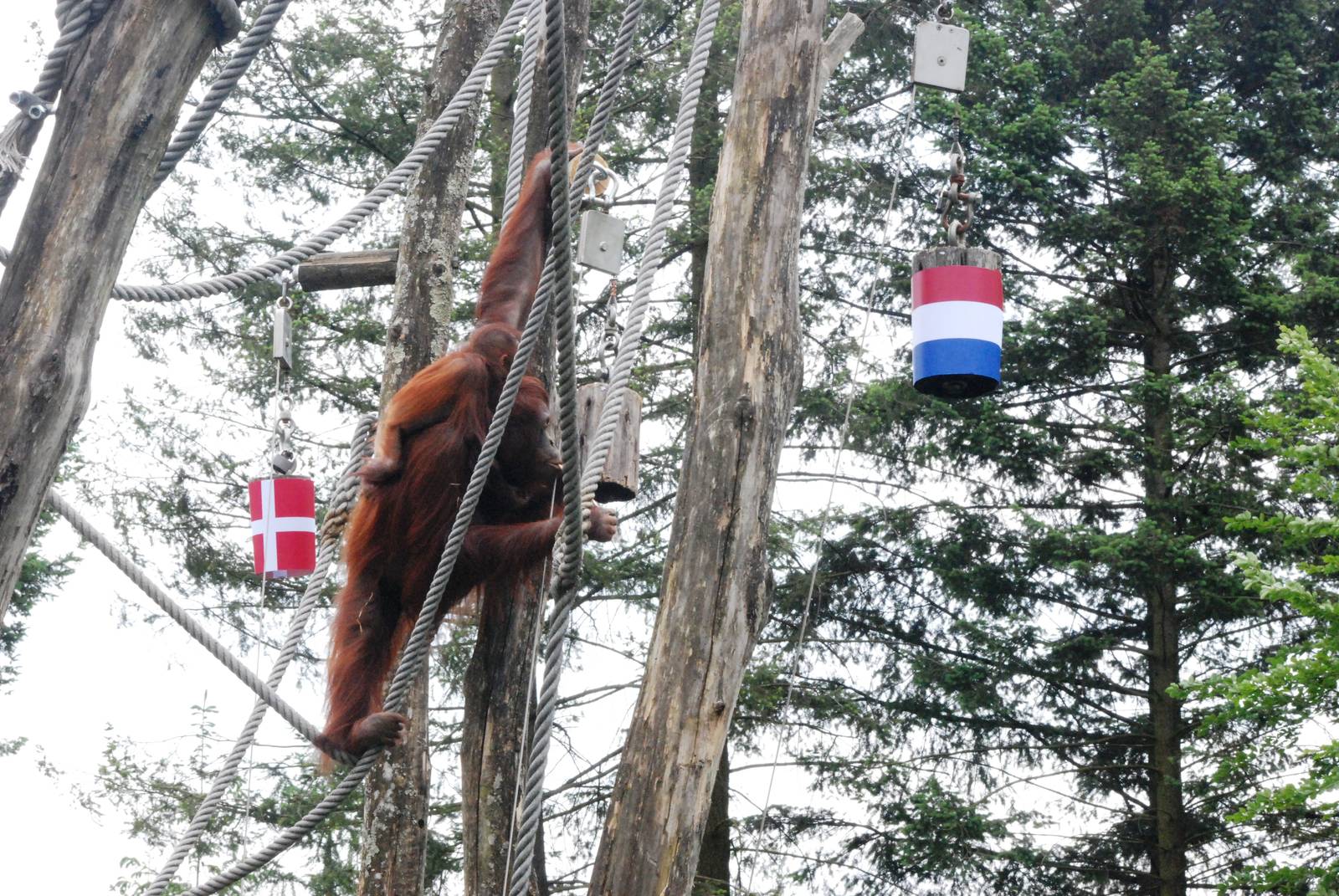 The Orang-Utan 'Paul the Octopus' at Apenheul, 30/05/12