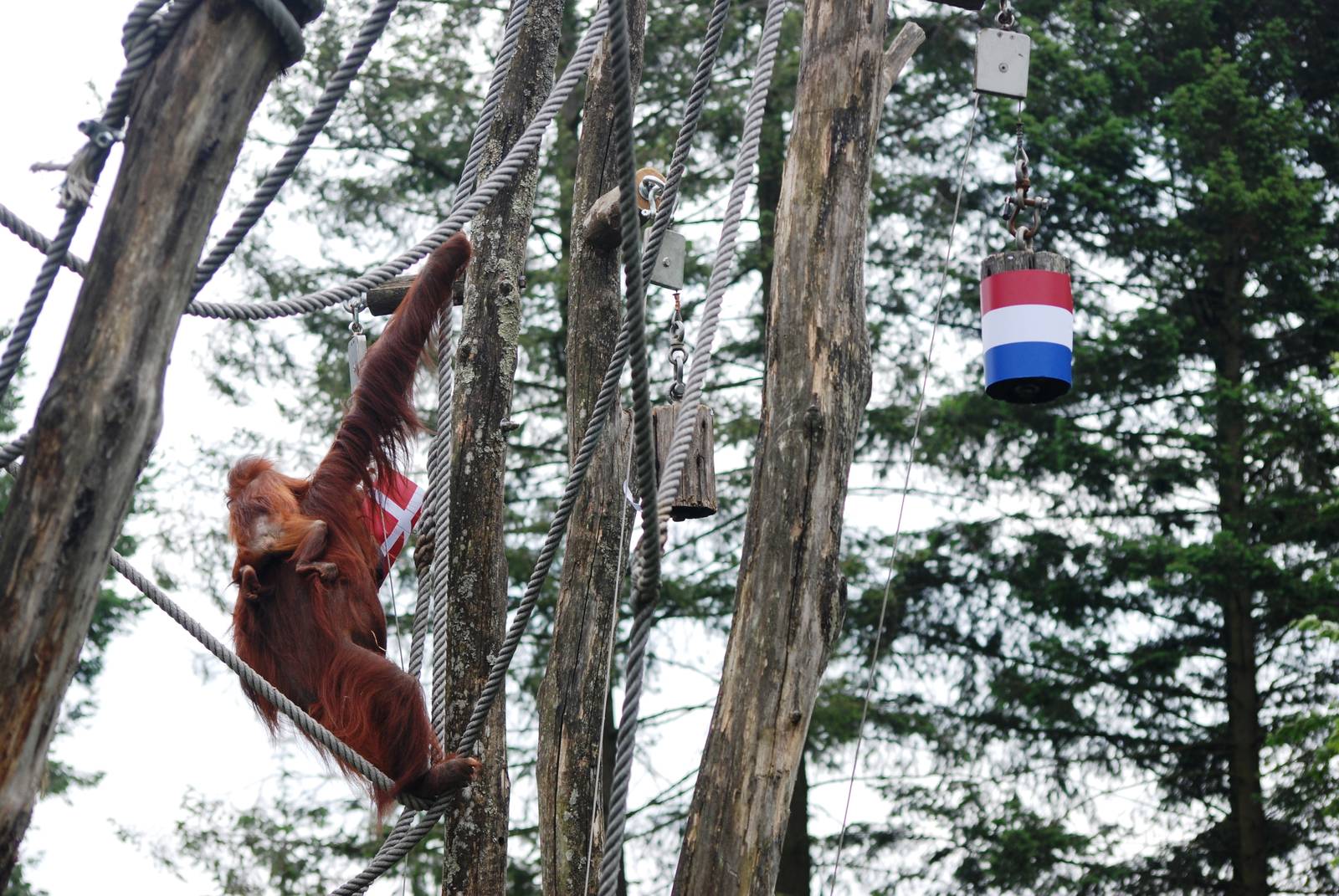 The Orang-Utan 'Paul the Octopus' at Apenheul, 30/05/12