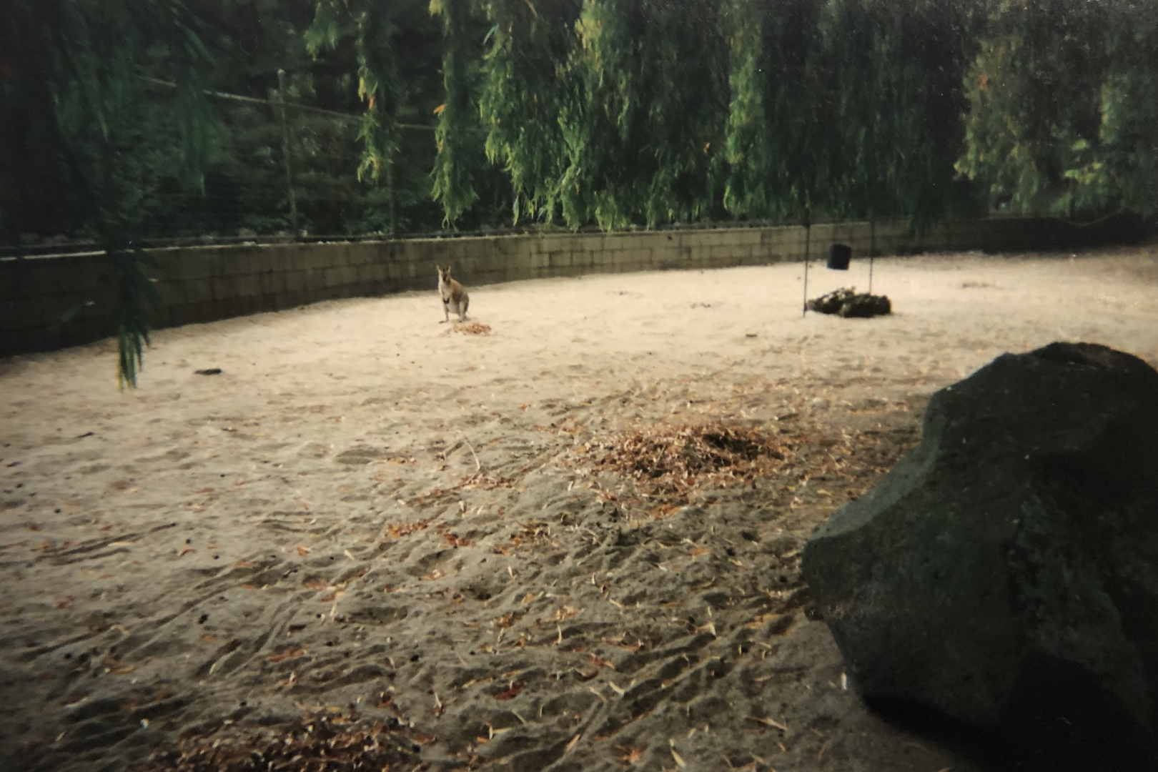 The original Wallaby Walkabout.