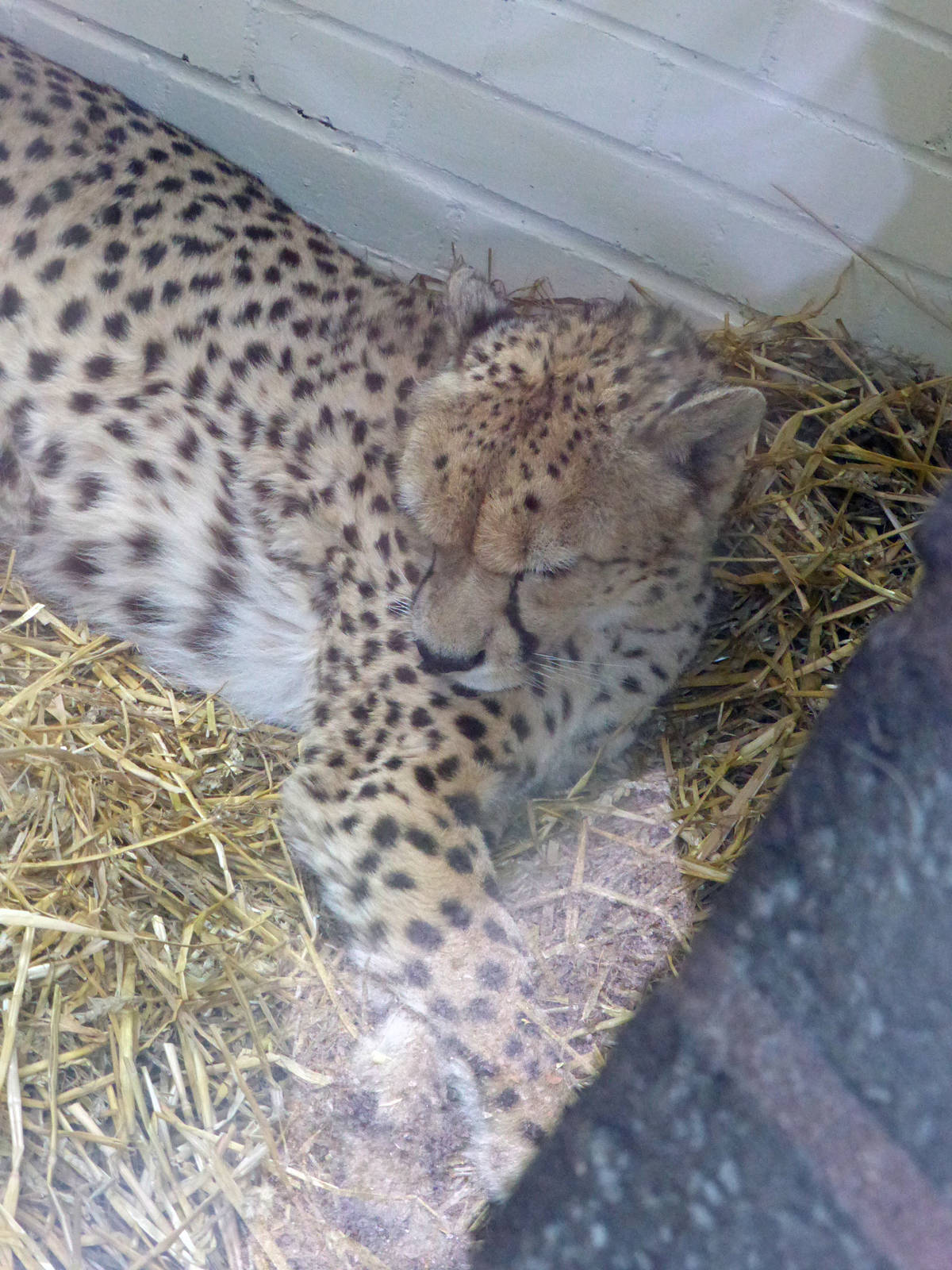 The other new cheetah