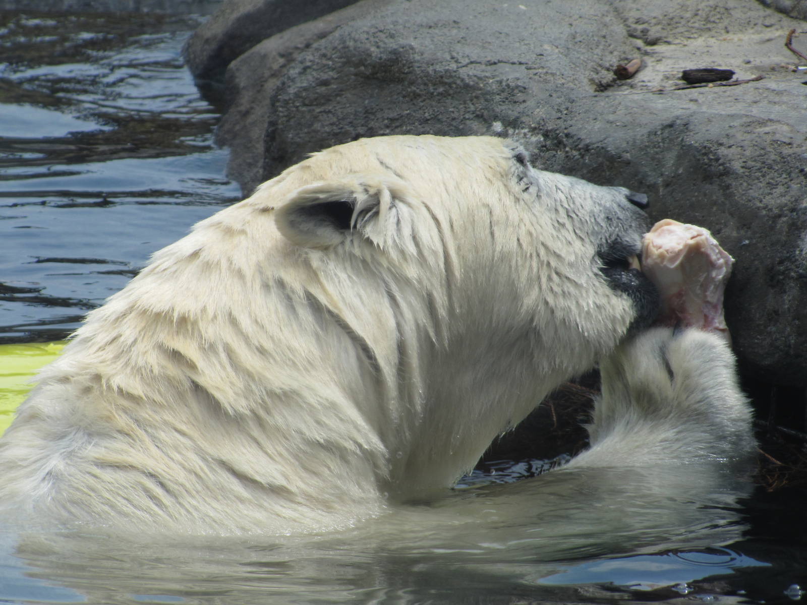 The Other One Eats her Treat