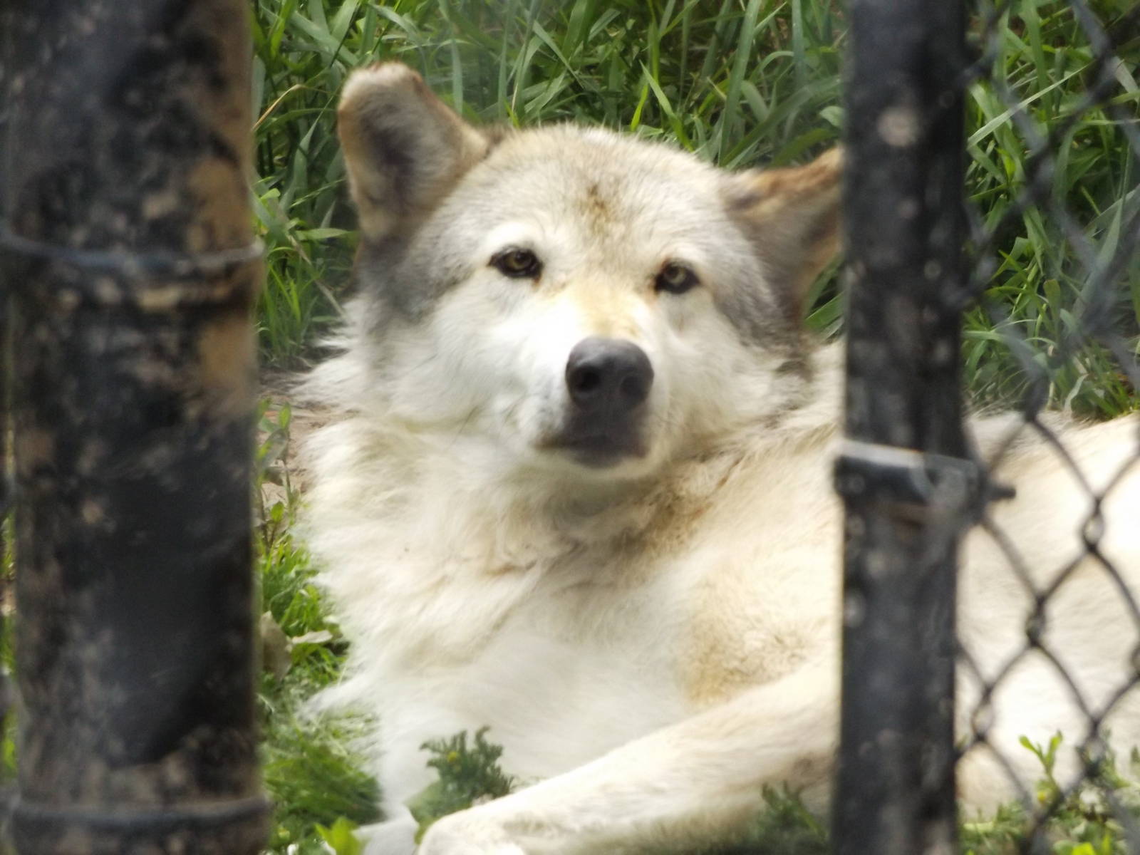 The other Timber Wolf