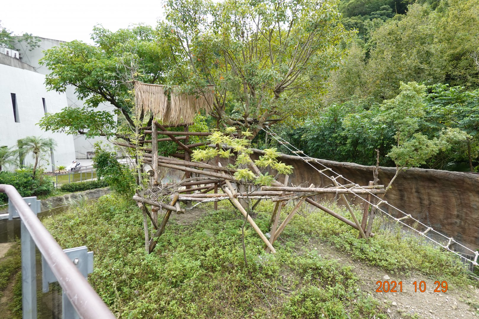 The outdoor exhibition for the black howlers (Alouatta caraya)