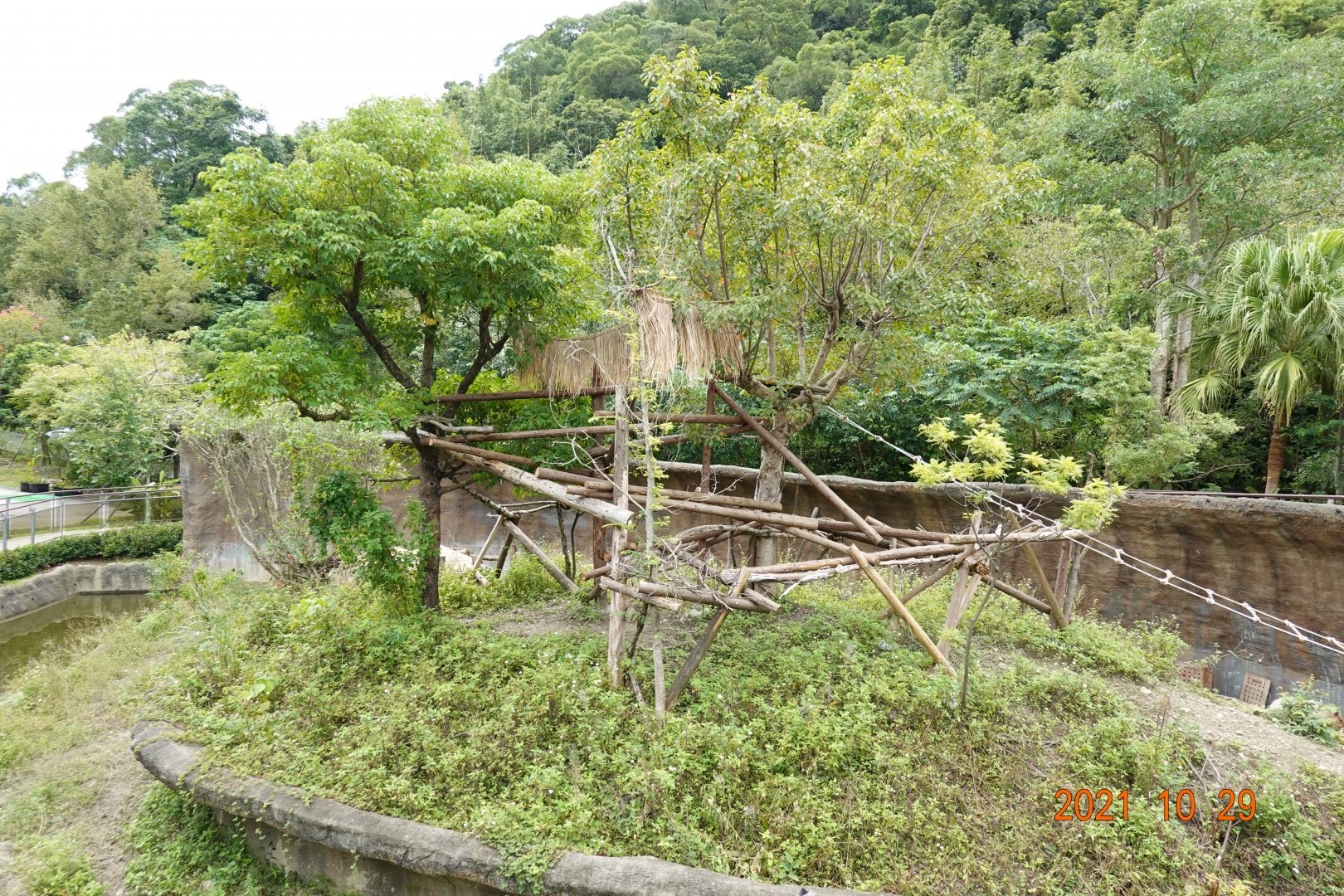 The outdoor exhibition for the black howlers (Alouatta caraya)