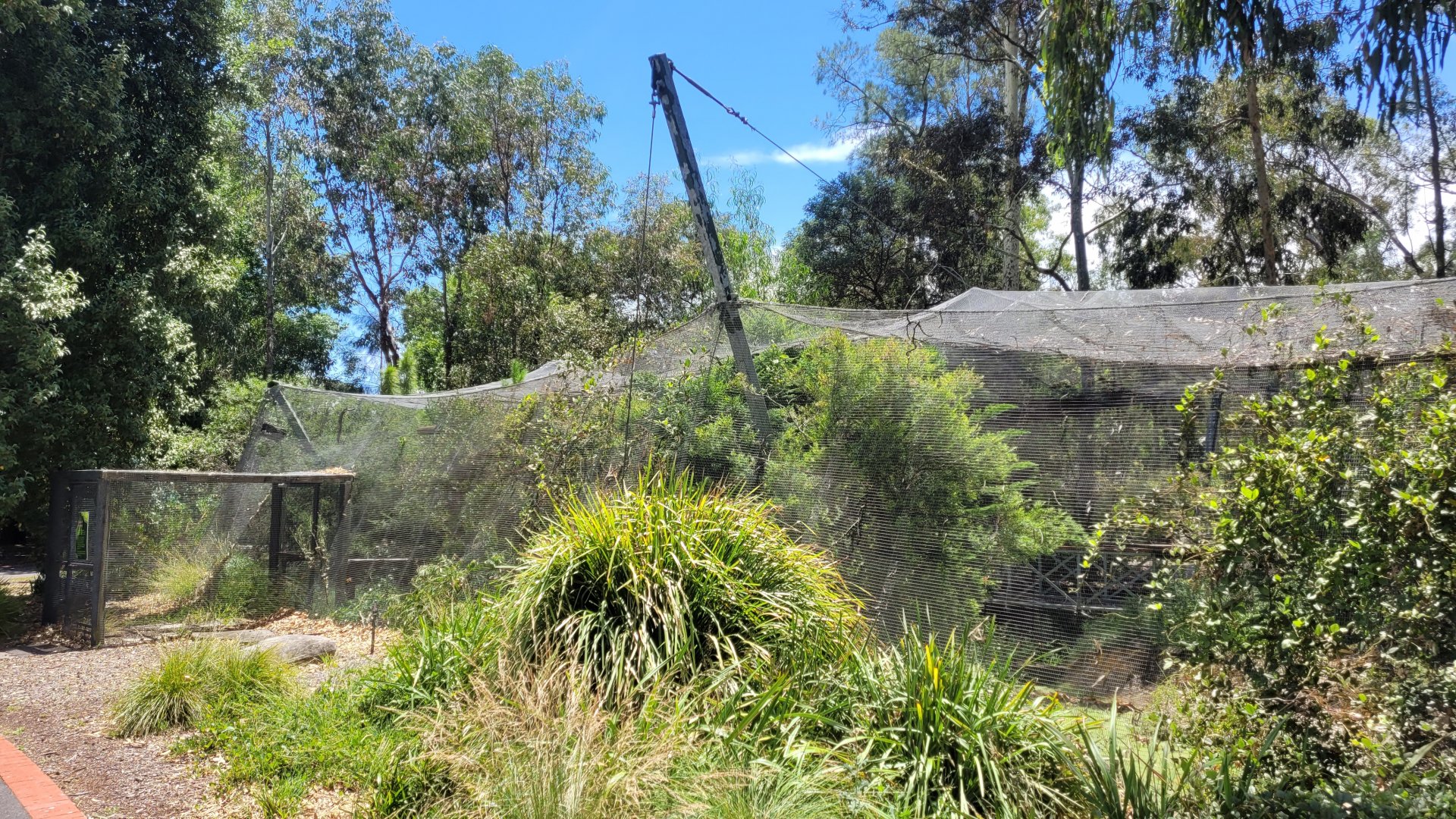 The overgrown aviary... no more birds