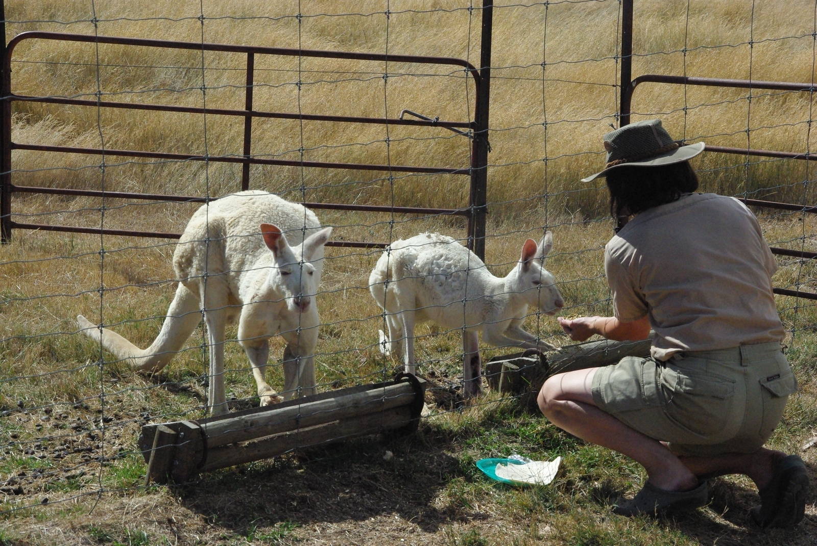 The owner giving the female Kangaroo antibiodics with a scringe
