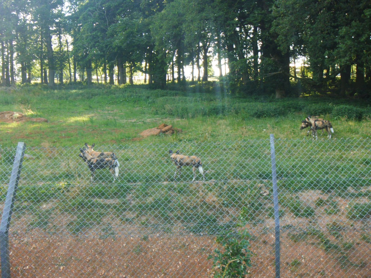 The Pack of African Hunting Dogs