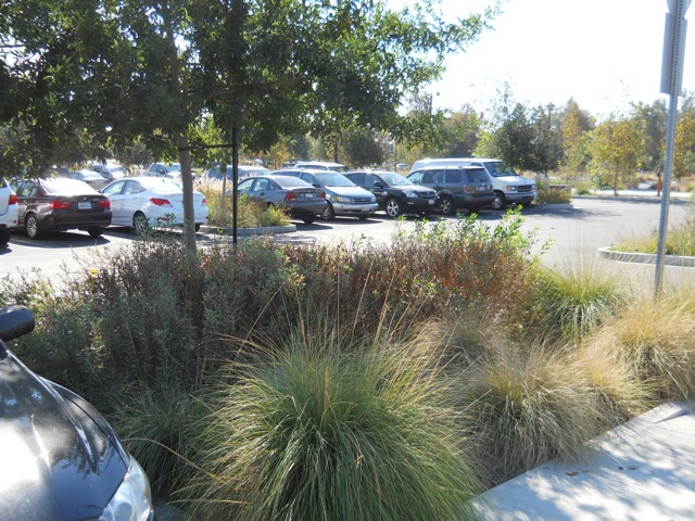 The parking lot that is also a zoo exhibit
