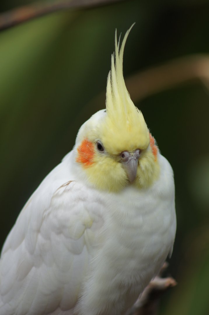 The Parrot Place - Cockatiel