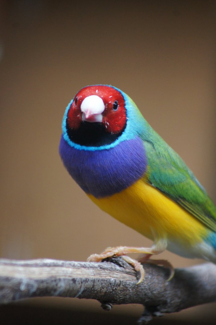 The Parrot Place - Gouldian Finch