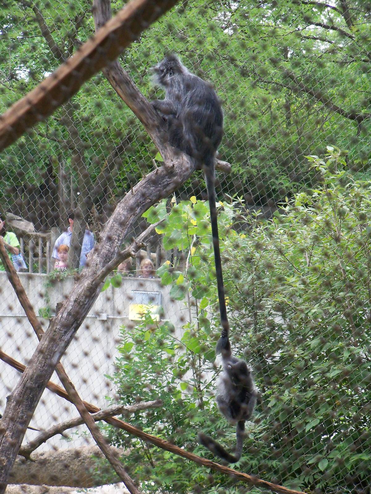 The Patron Animal of Zoo-going Parents