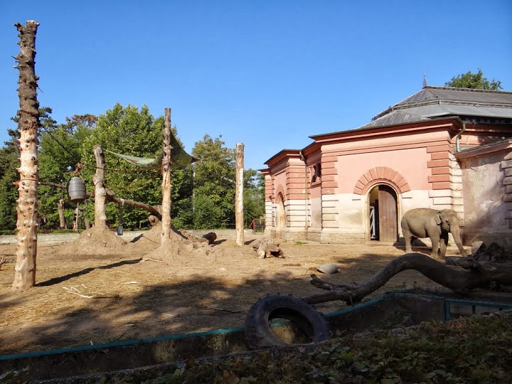 The pavilion and the paddock of Elephas maximus