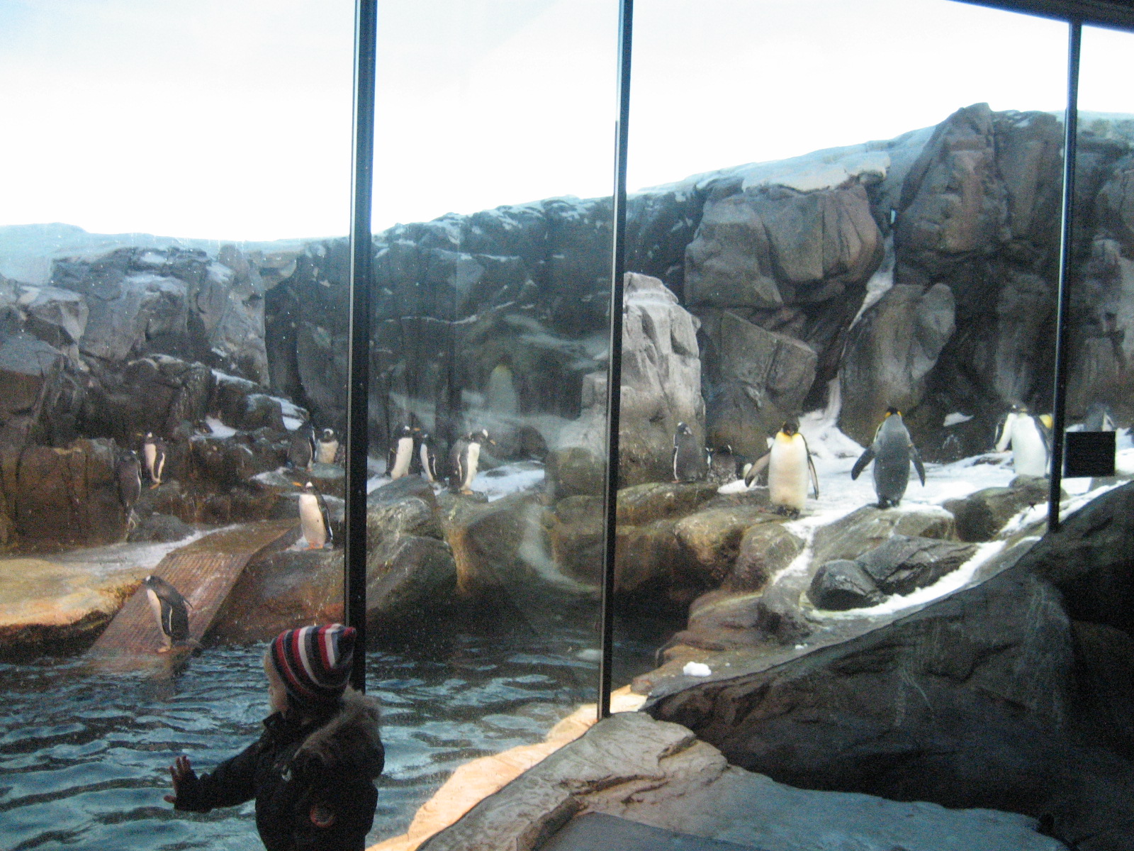 The Penguin Exhibit in Odense Zoo!!