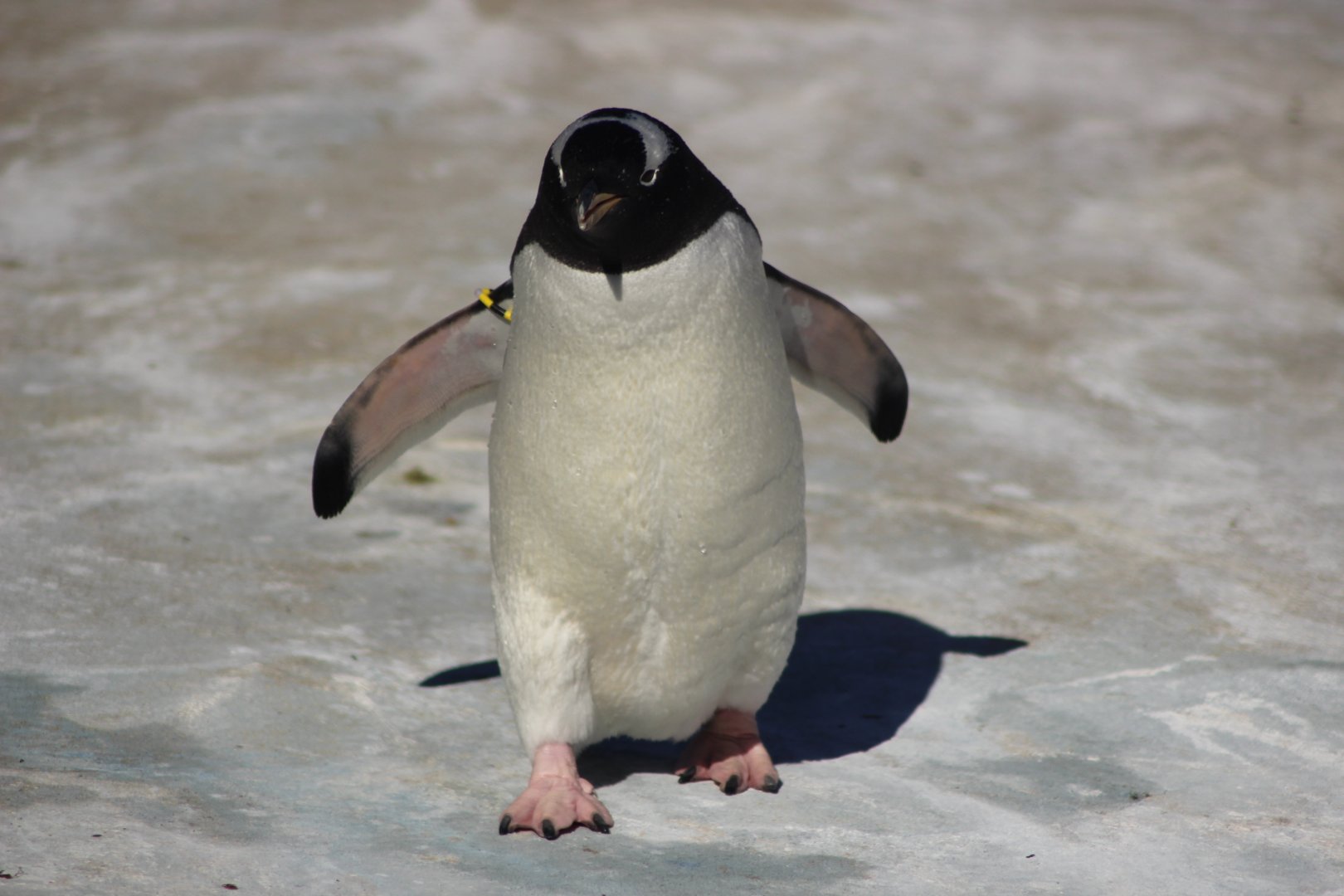 The Penguin who got all the fish !