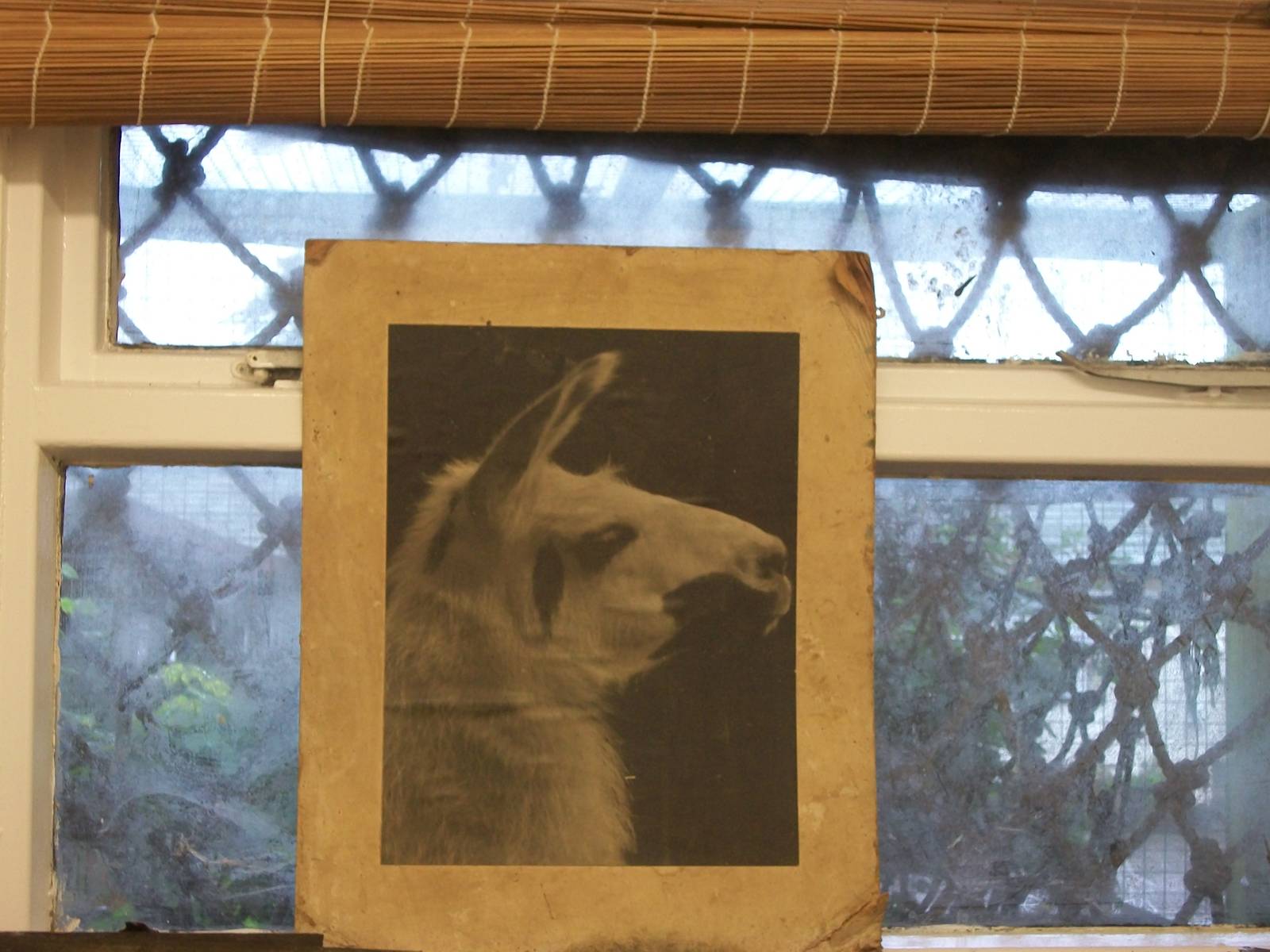 The photo of Penny is back in its rightful position, 20th September 2014