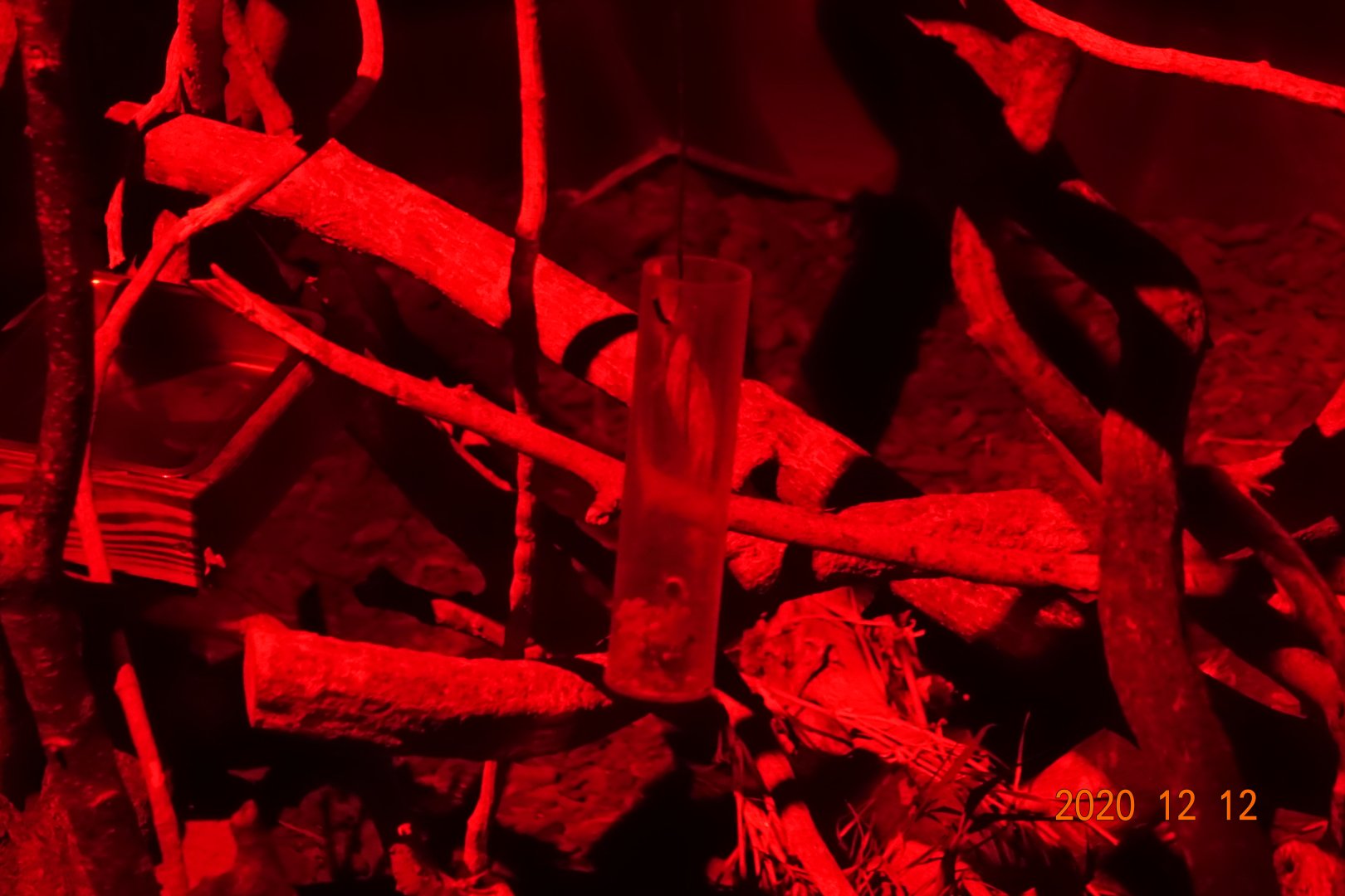 The pipe which has mealworms and other stuffs inside to feed an aye-aye at Taipei Zoo, Taiwan.