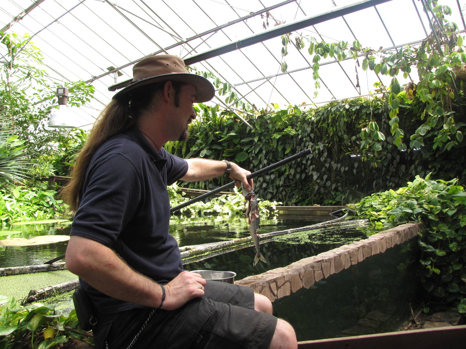 The piranha are fed a mackerel