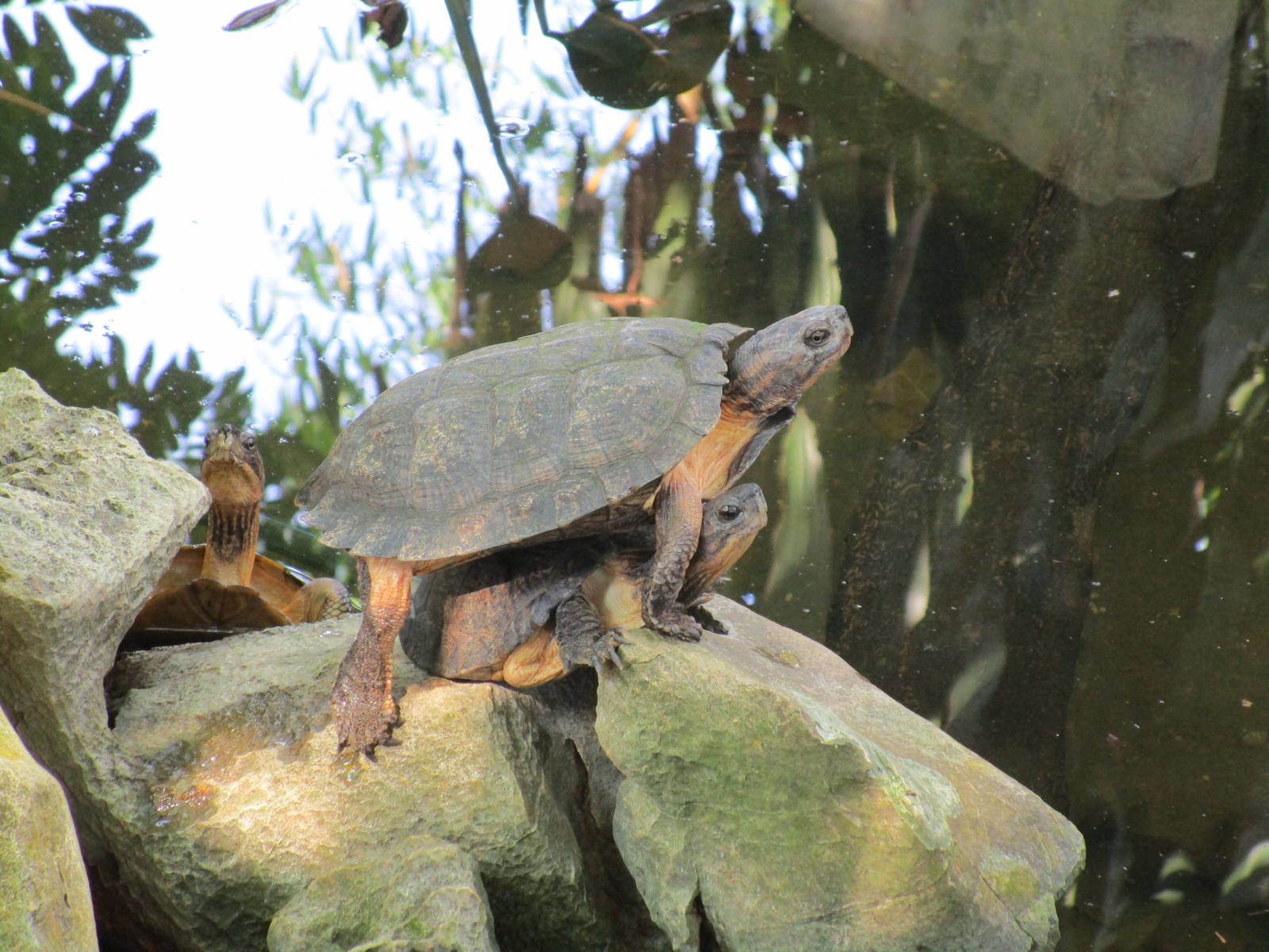 The plot thinnens - a continuation of the ID saga