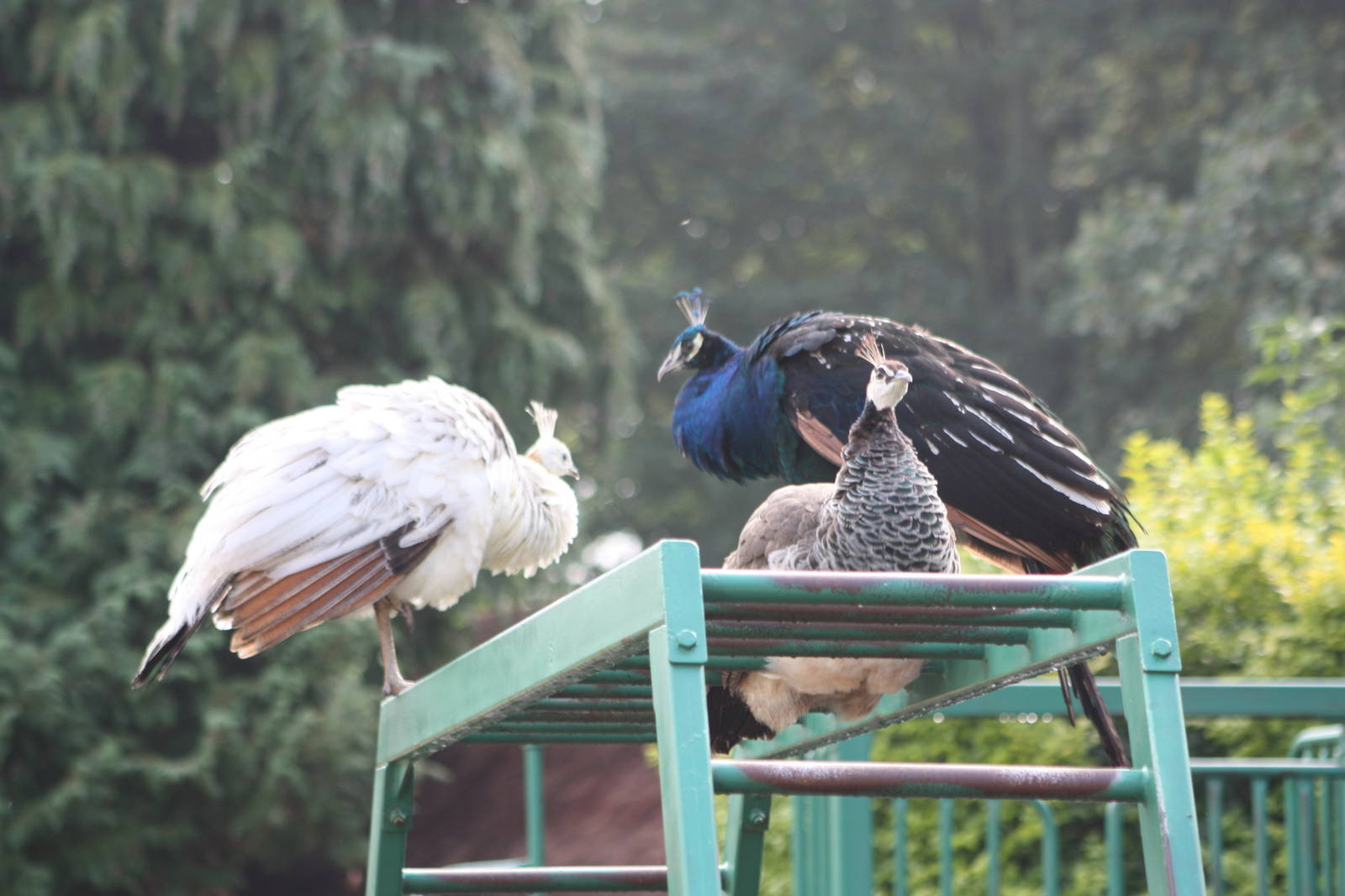 The plunge was taken, 30th September 2014