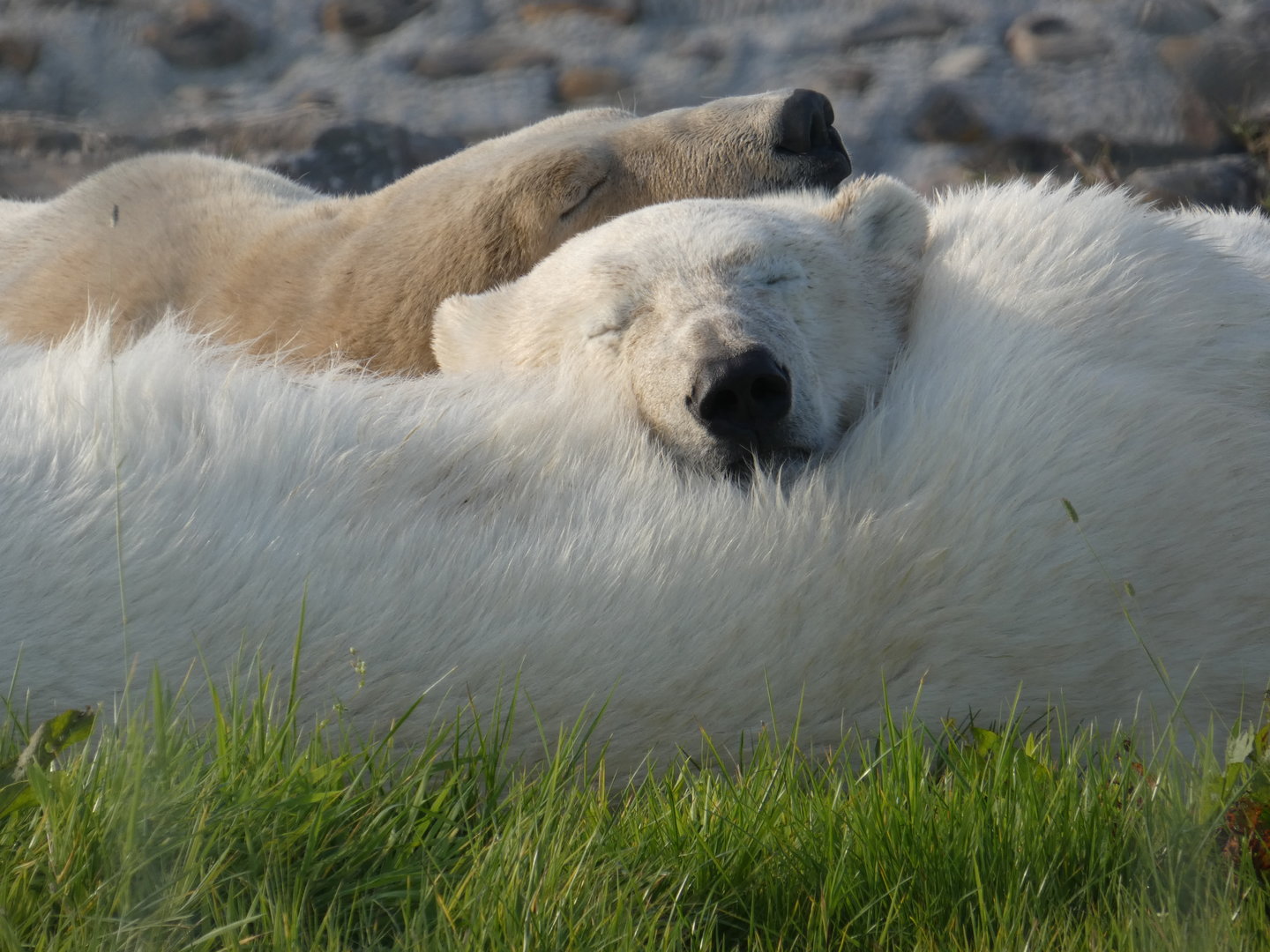 The polar bear cubs using their mother as a pillow