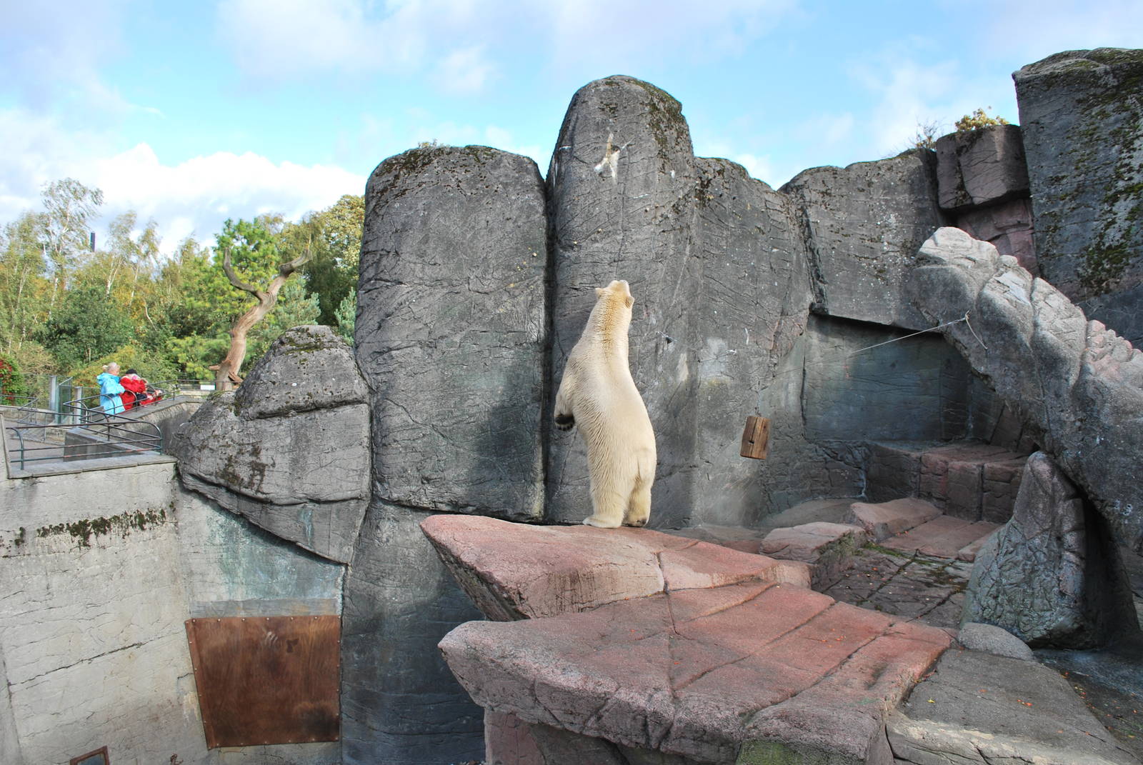 the polar bears were behaving strange this Sunday afternoon...