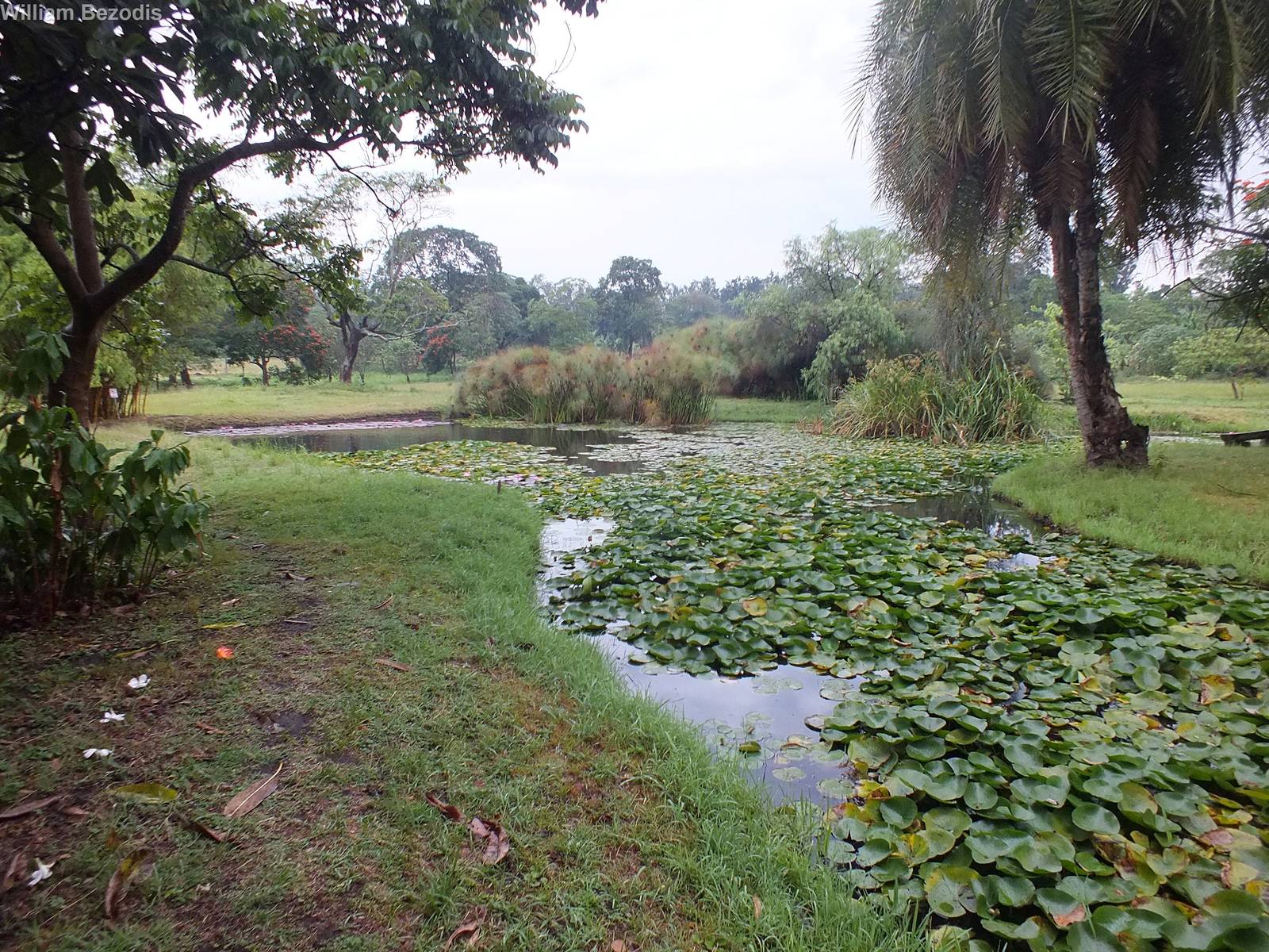 The pond that I birded