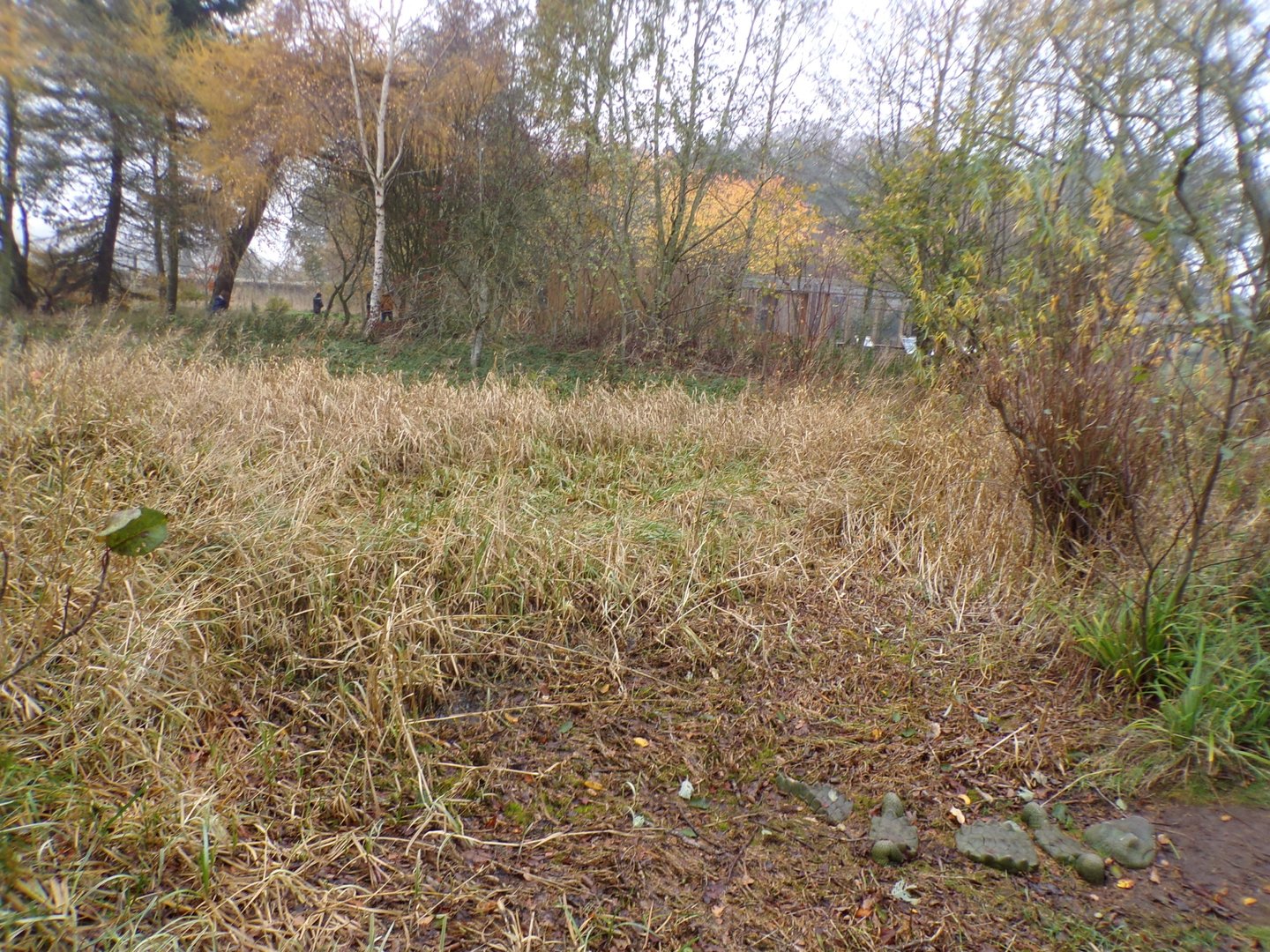 The pond (without water)