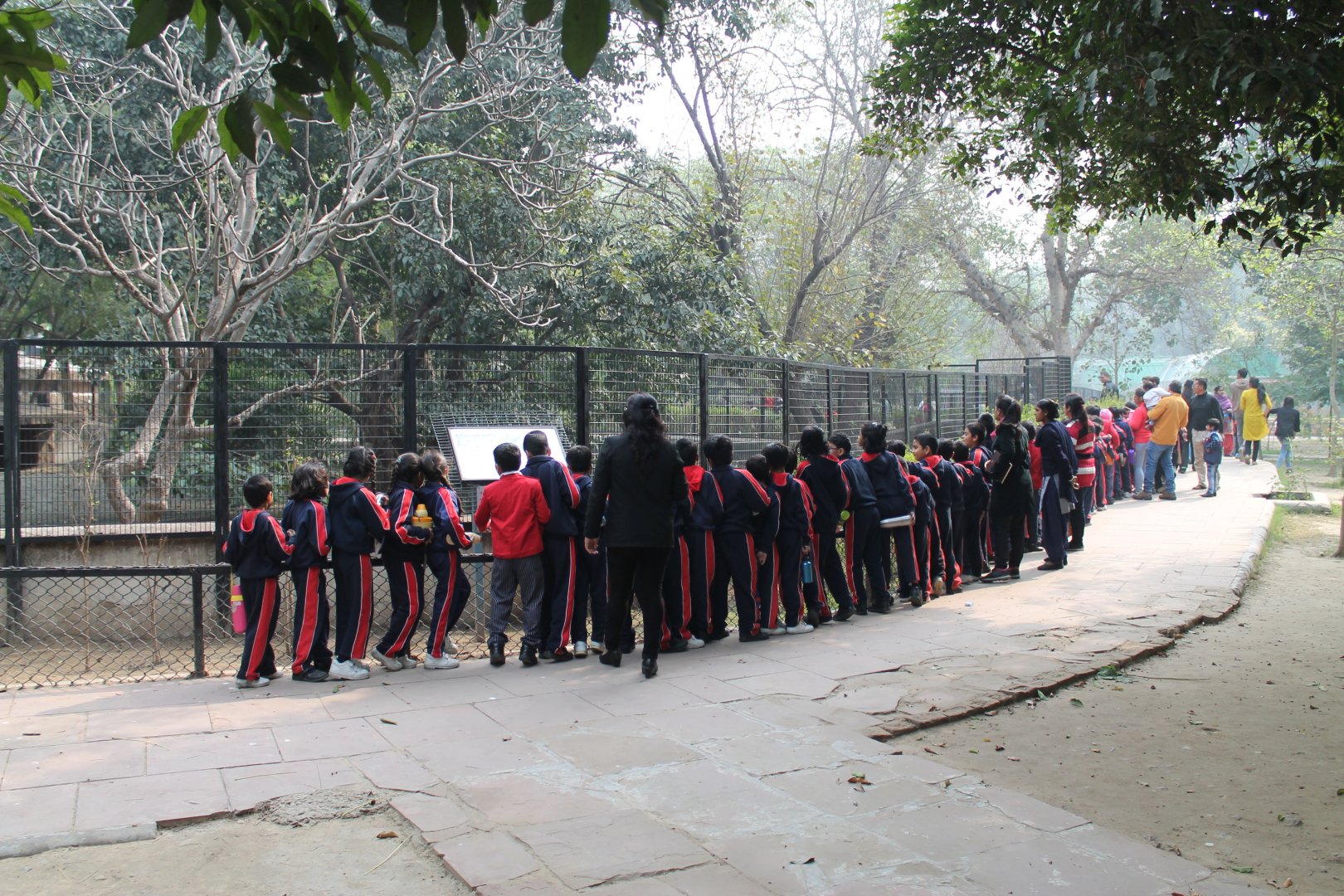 the popular Spectacled Caiman