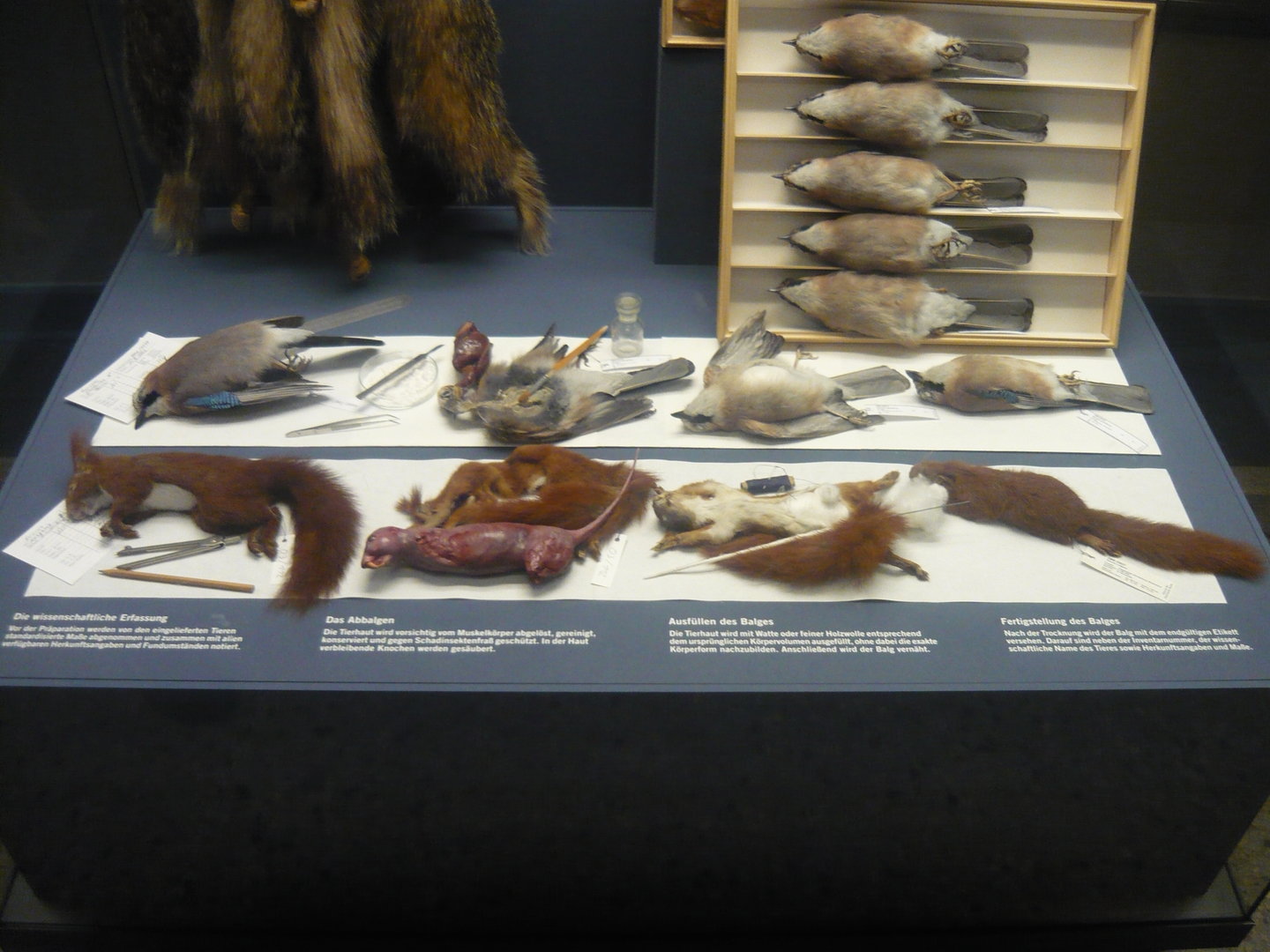 The preparation of taxidermy specimens