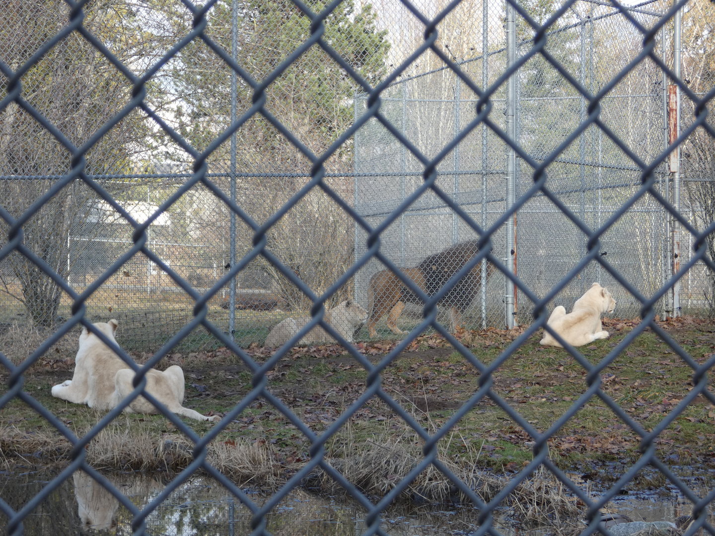 The Pride (African lion)