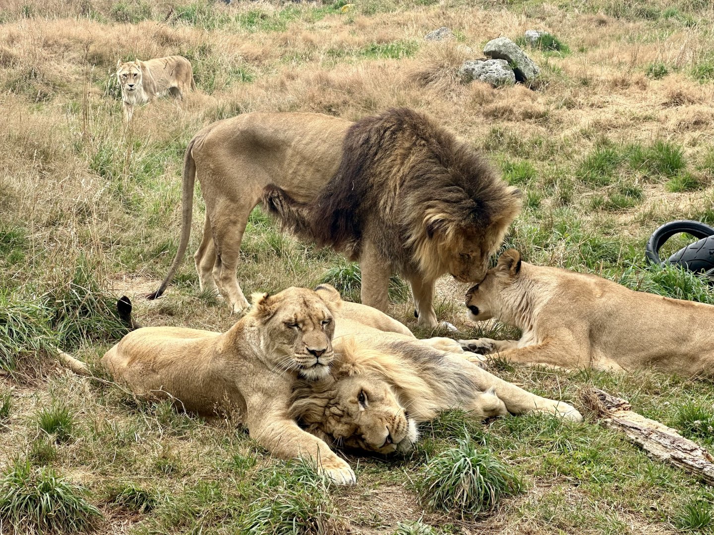 The Pride (All Five Adults)