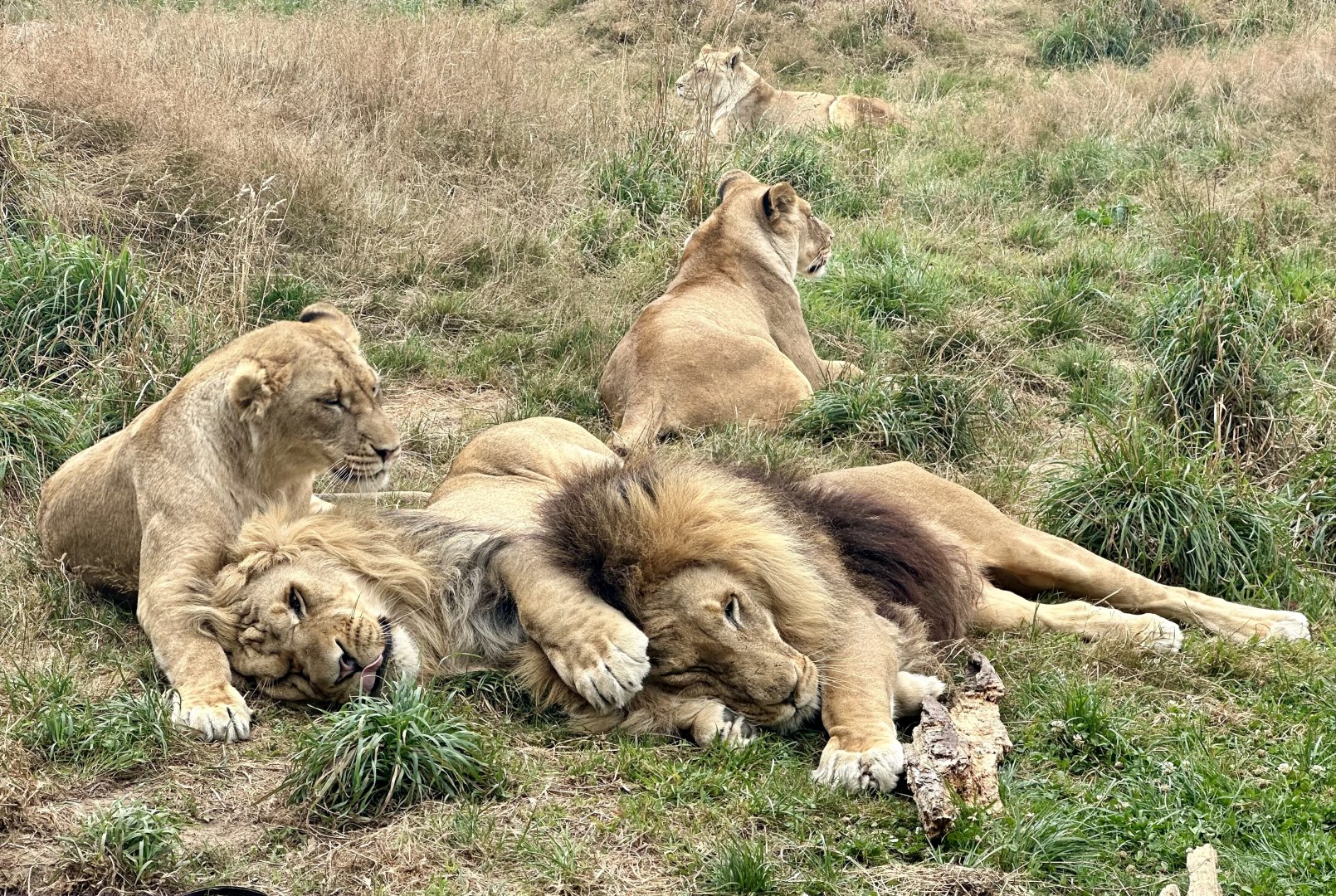 The Pride (All Five Adults)