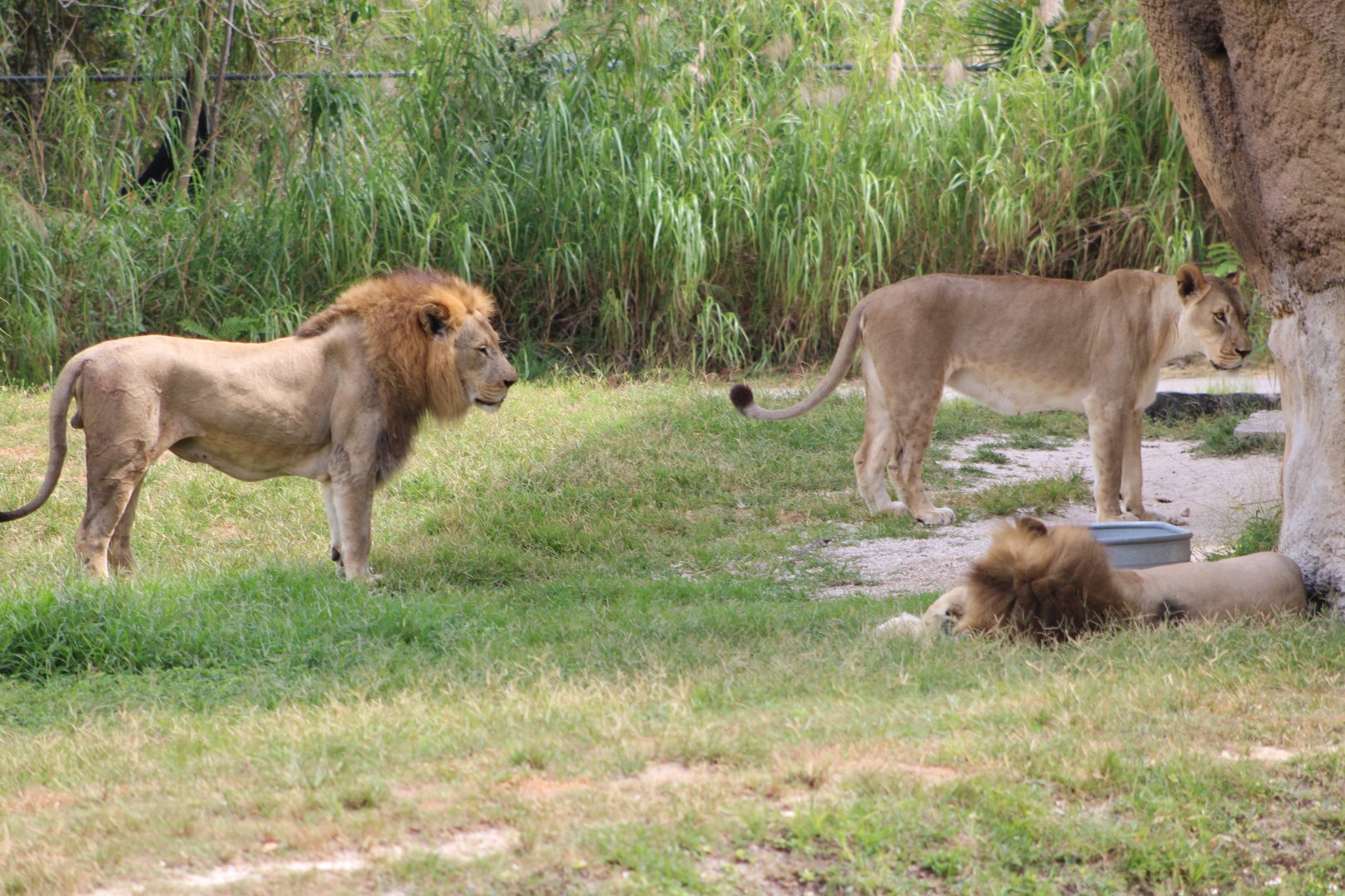 “The Pride of Miami” (Panthera leo ssp.)