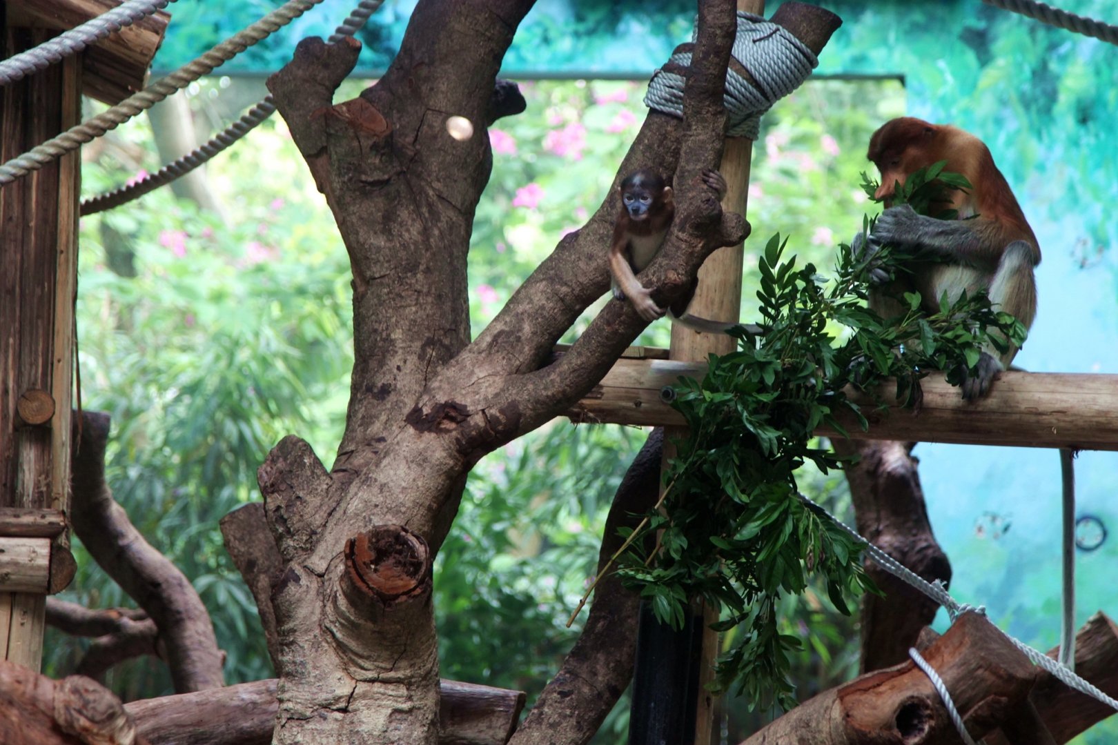 The Proboscis monkey mum and baby