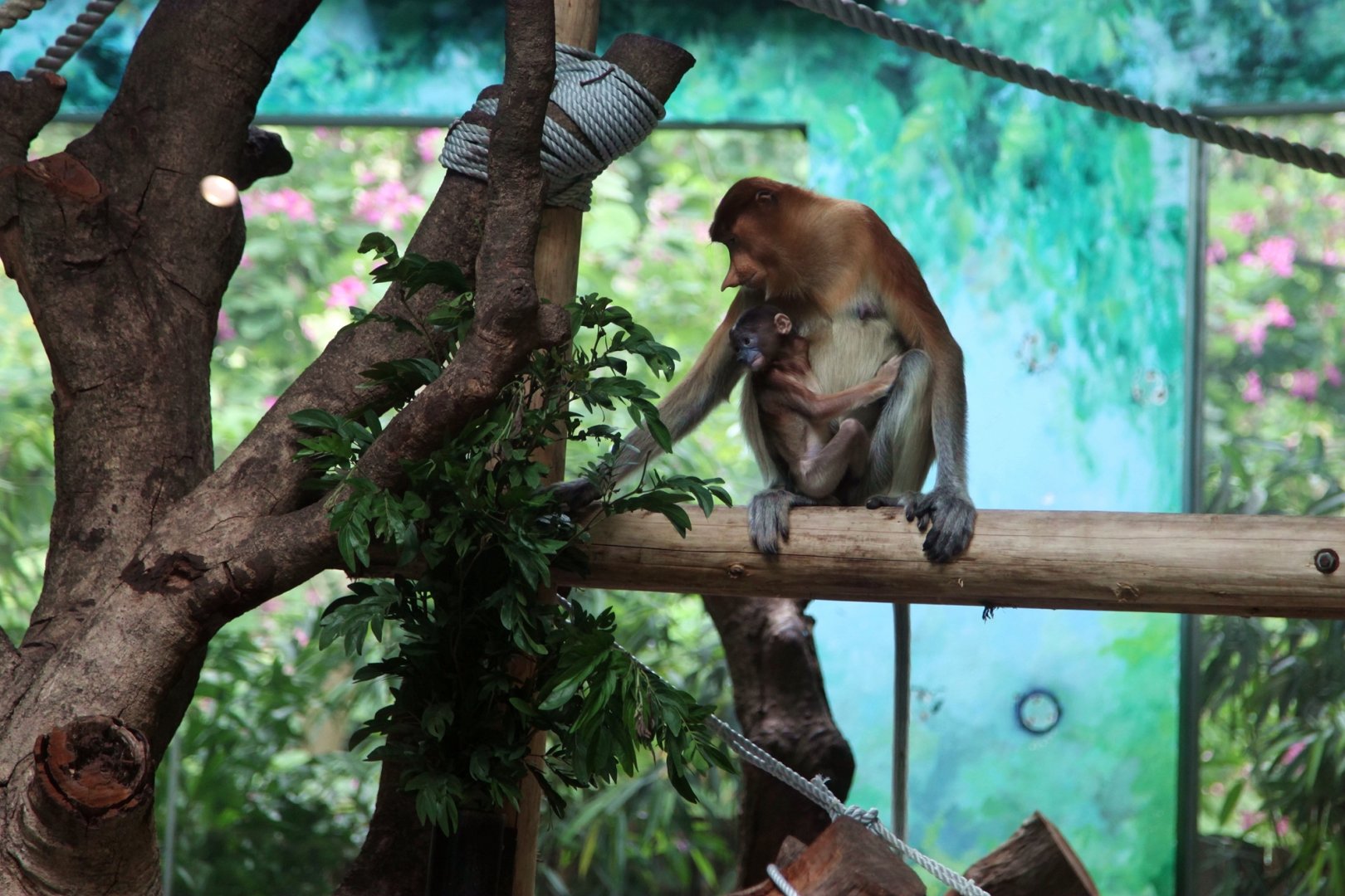 The Proboscis monkey mum and baby