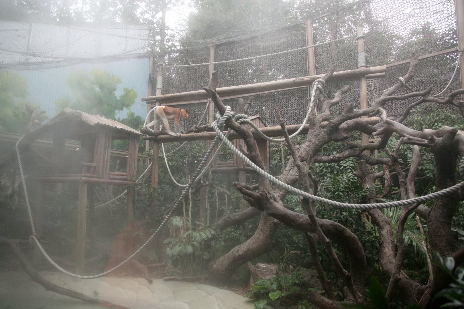 The Proboscis monkey outdoor exhibit