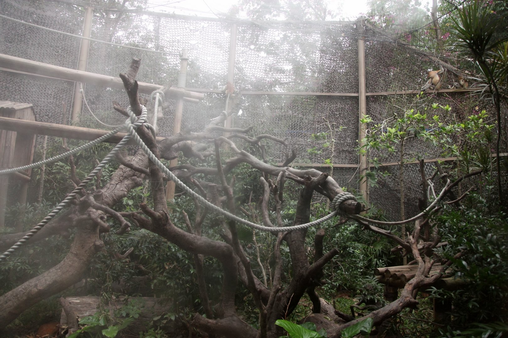 The Proboscos monkey exhibit