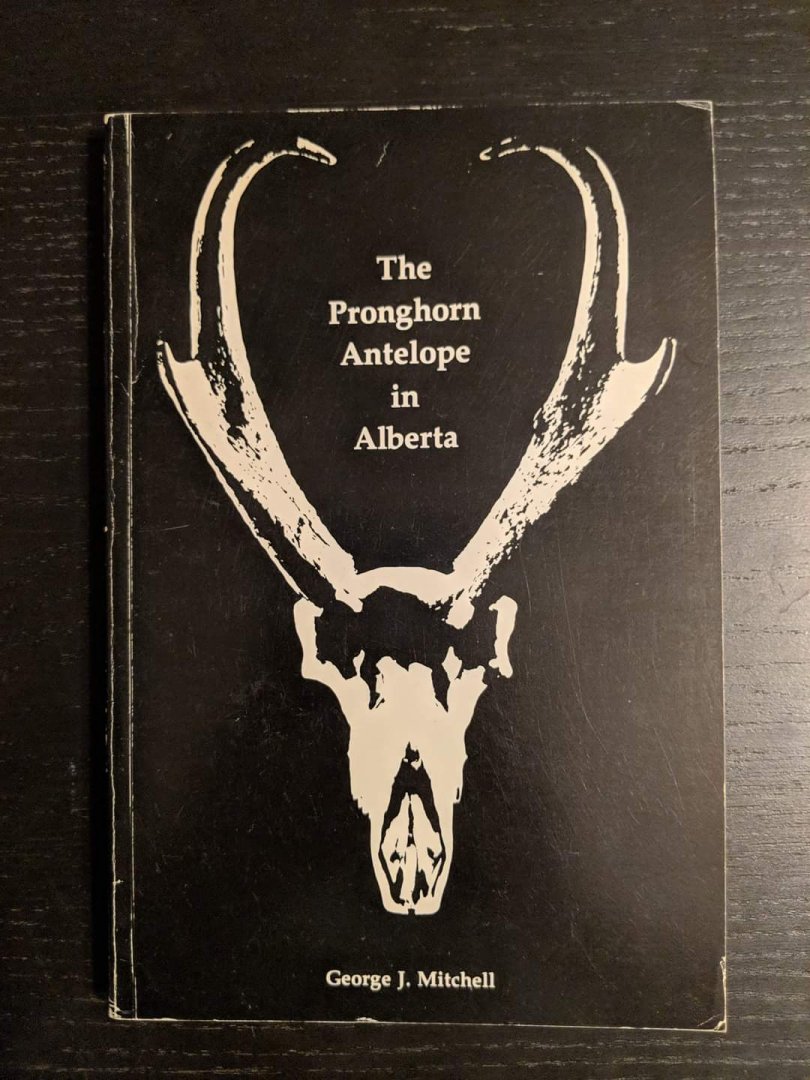 The Pronghorn Antelope in Alberta