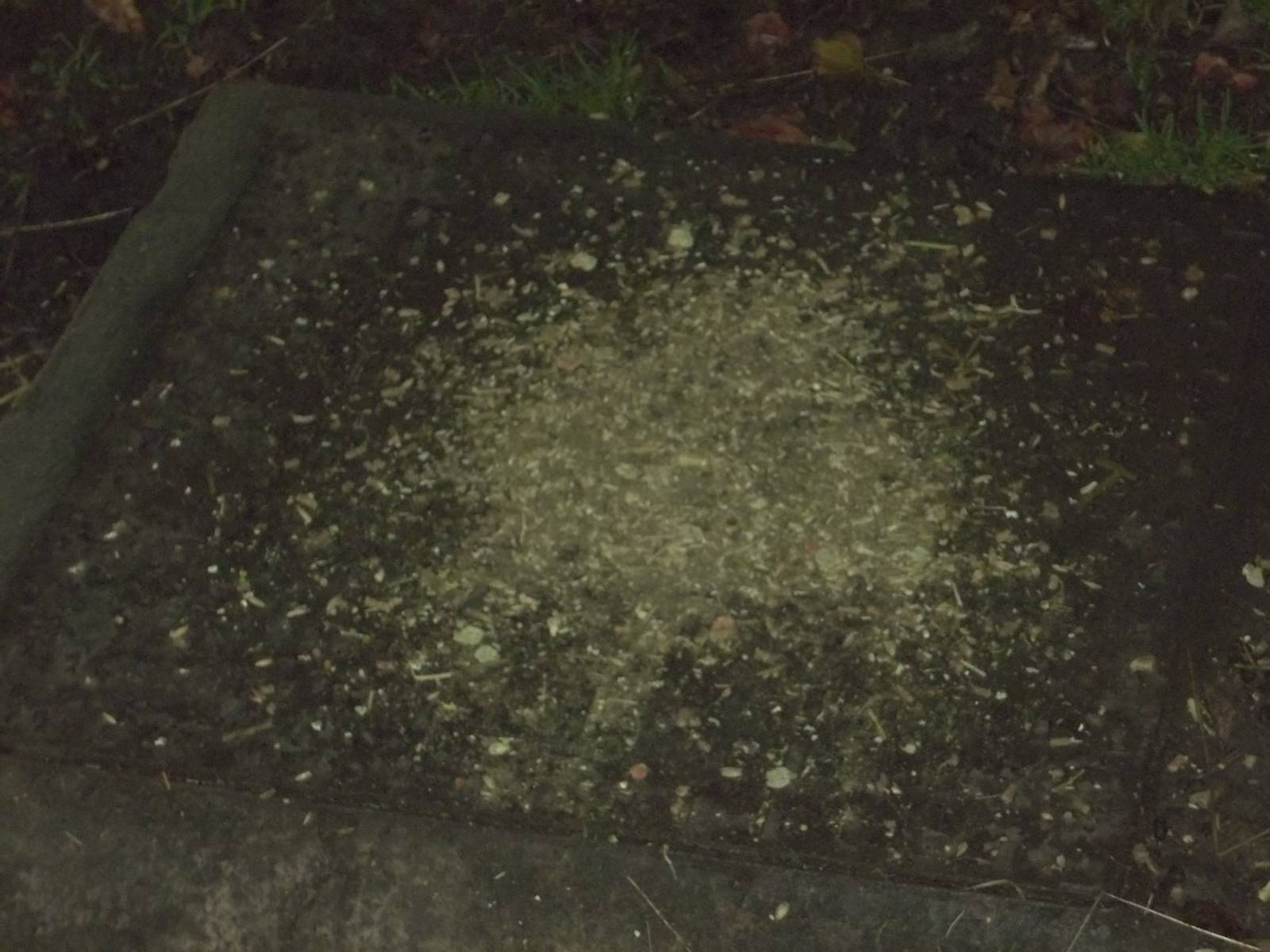 The Pygmy Goats and Cameroon Sheep have missed a bit, 7th November 2014